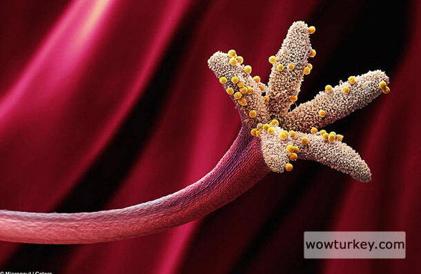 Bitki üreme organı üzerindeki polenler.