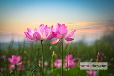 depositphotos_22296115-stock-photo-lotus-flower-in-sunset