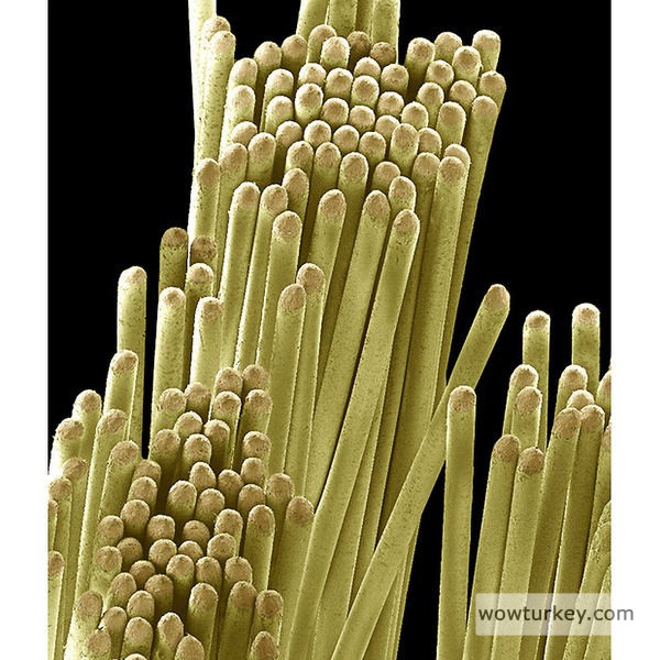 diş fırçası kılı