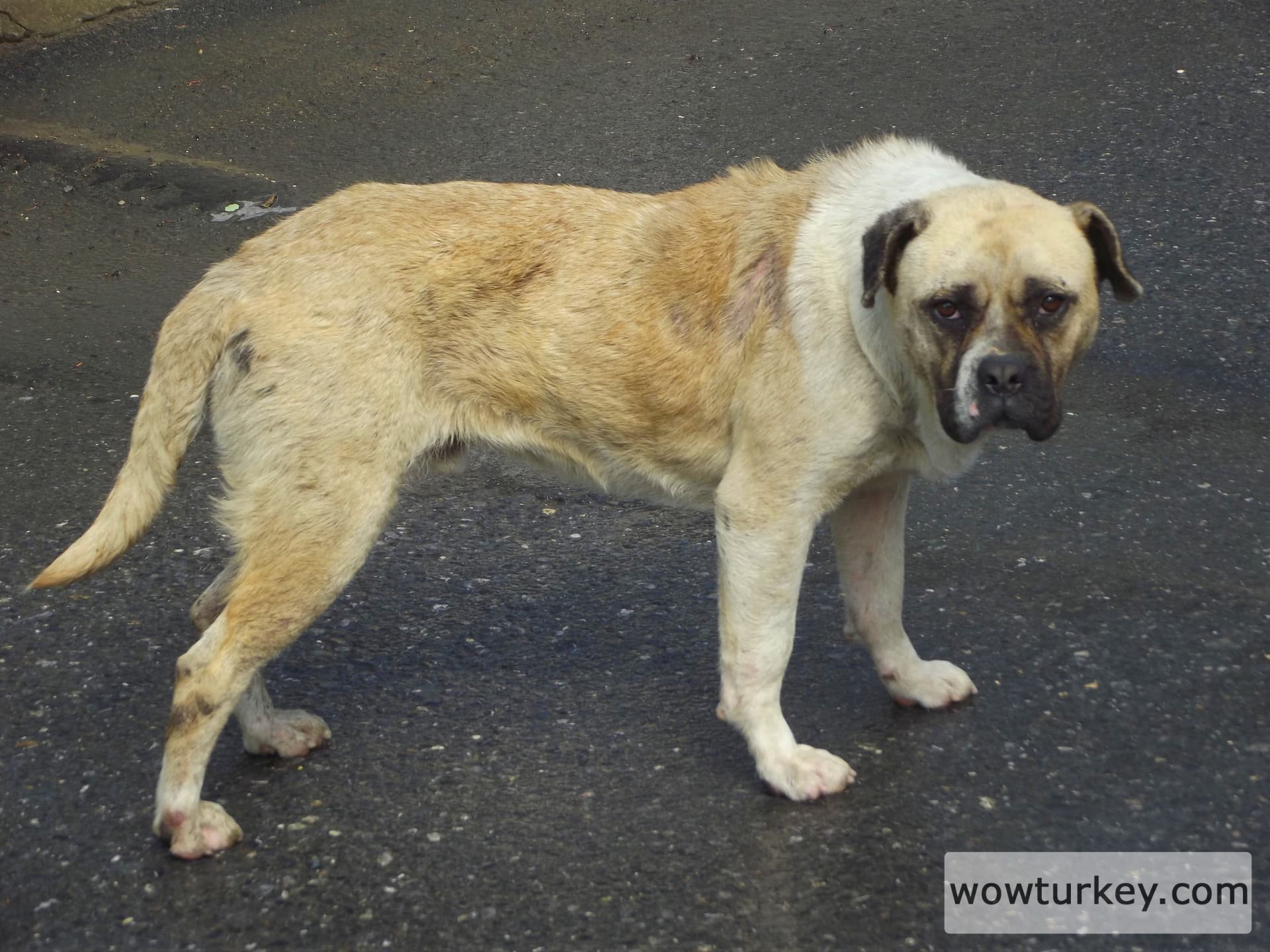 DSCF7687 Kısırkaya-01