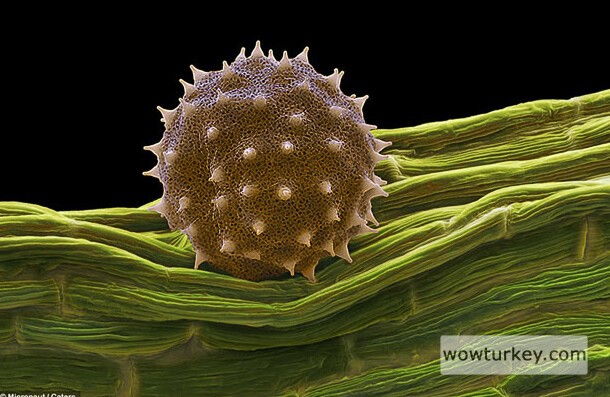Ebegümeci poleni dikenleri sayesinde kuş tüylerine tutunur.