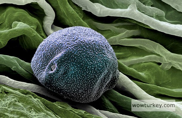 Huş ağacı poleni.