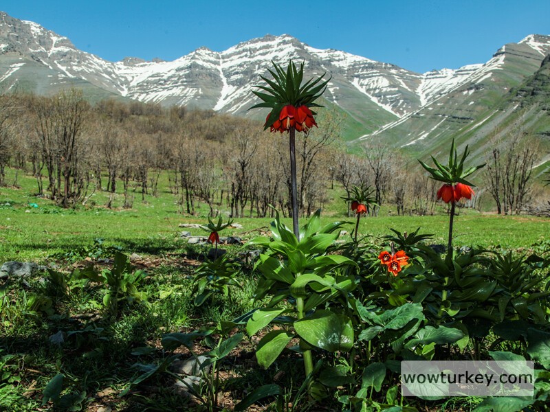 iklim-ve-bitki-ortusu-2