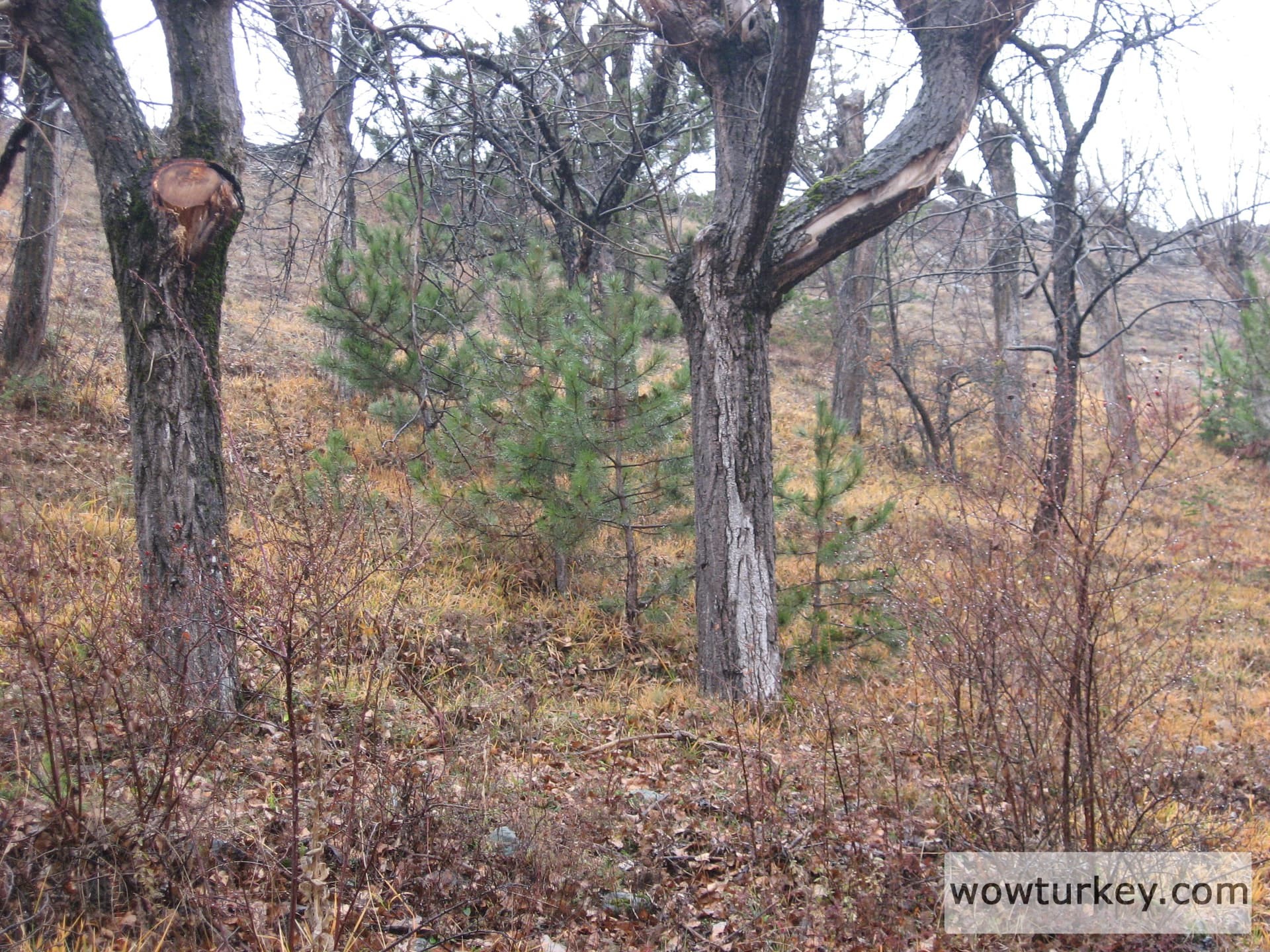 ilgazdan resimler (64)