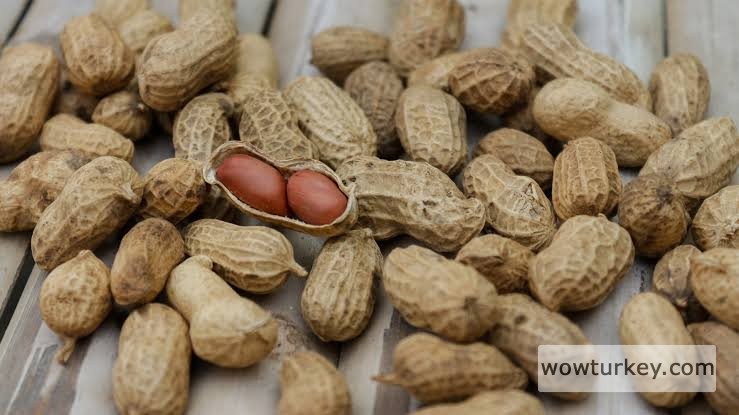 images - 2024-02-21T220015.446