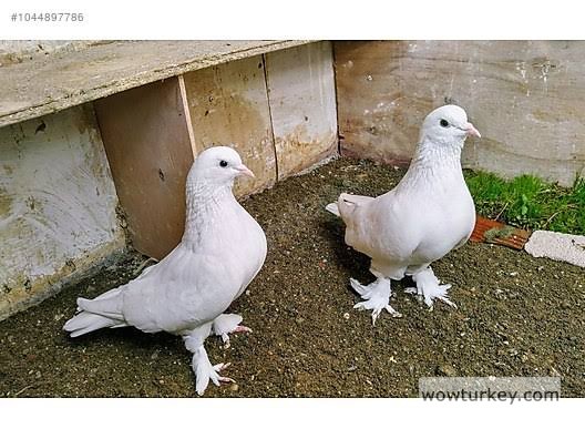 images - 2024-09-01T021306.297