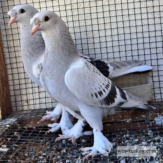 images - 2024-09-01T021313.468