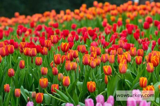 images - 2024-09-13T204204.311