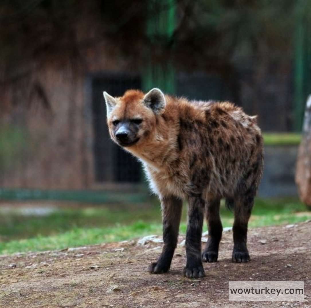 img_11_1706607018093