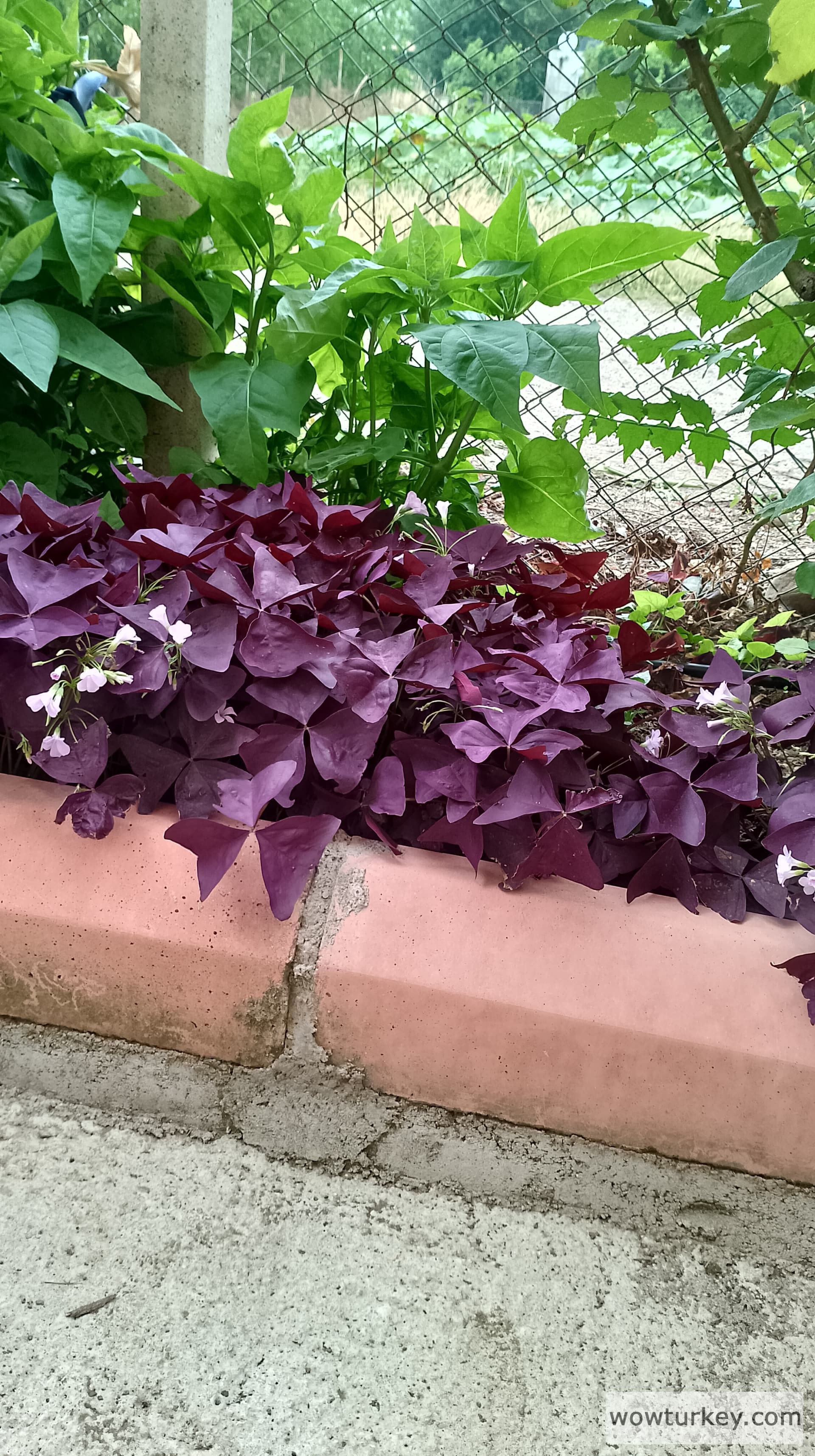 IMG_20230627_181617_HDR