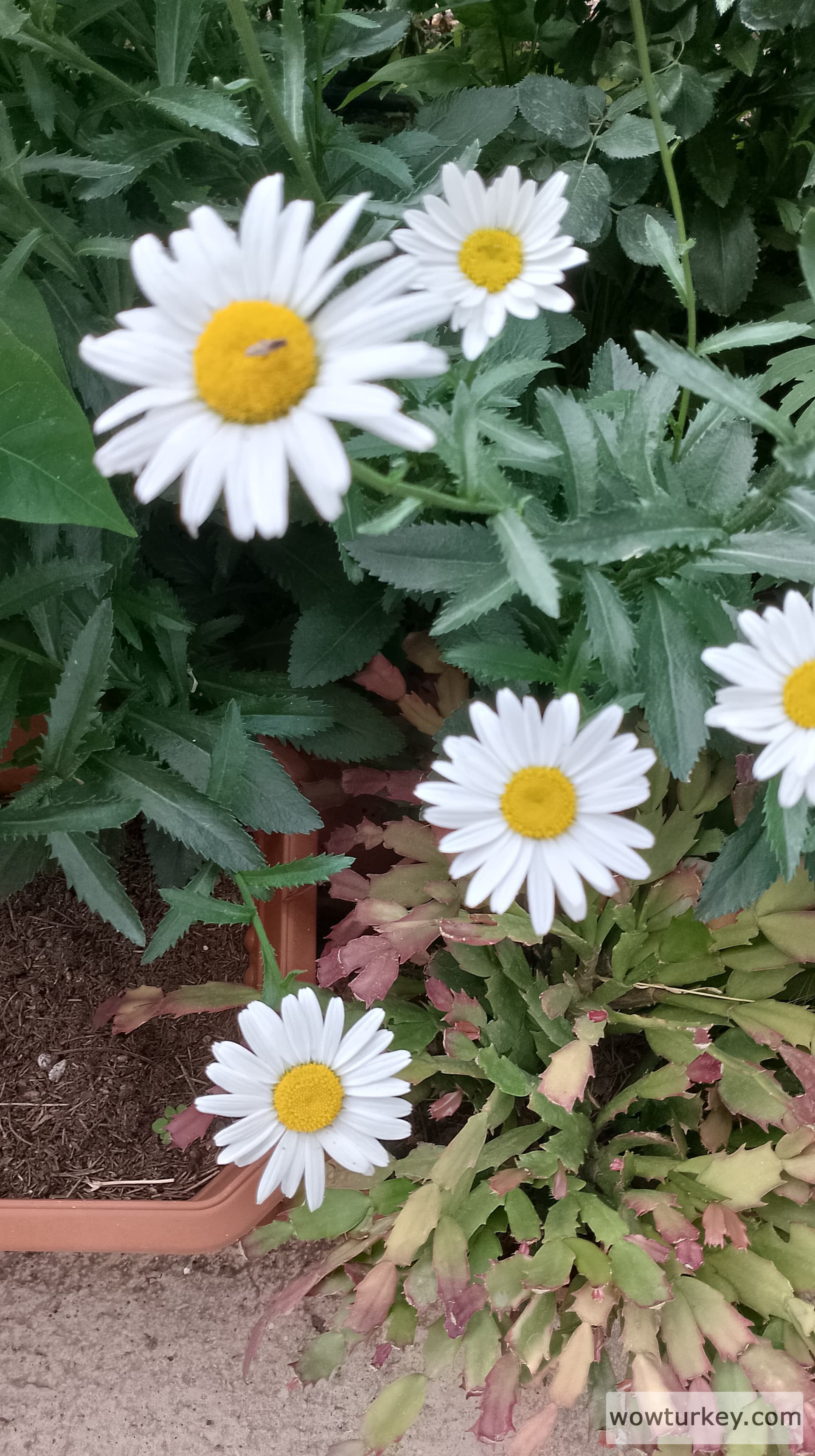 IMG_20230627_181641_HDR