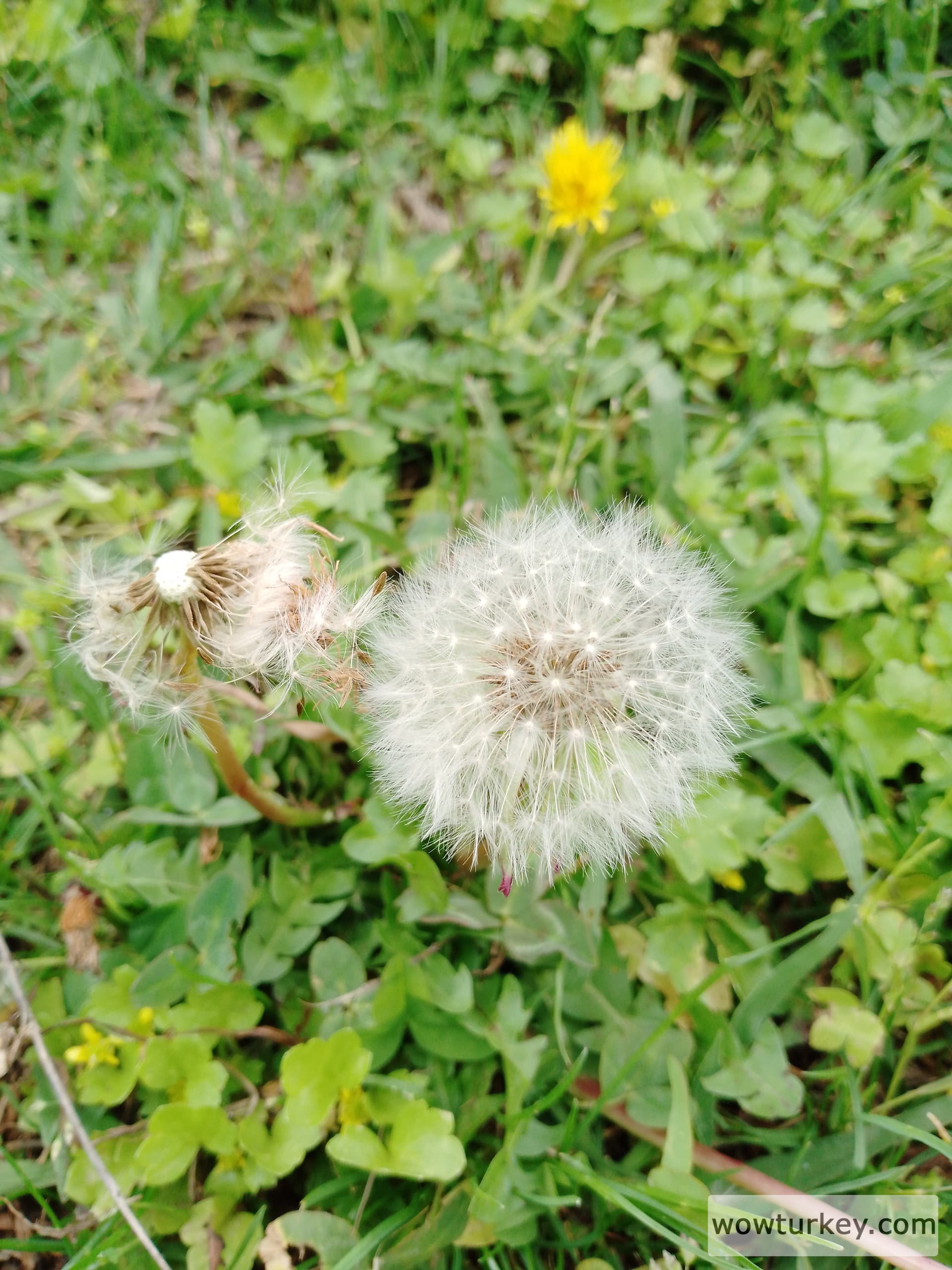 IMG_20240320_150933_391