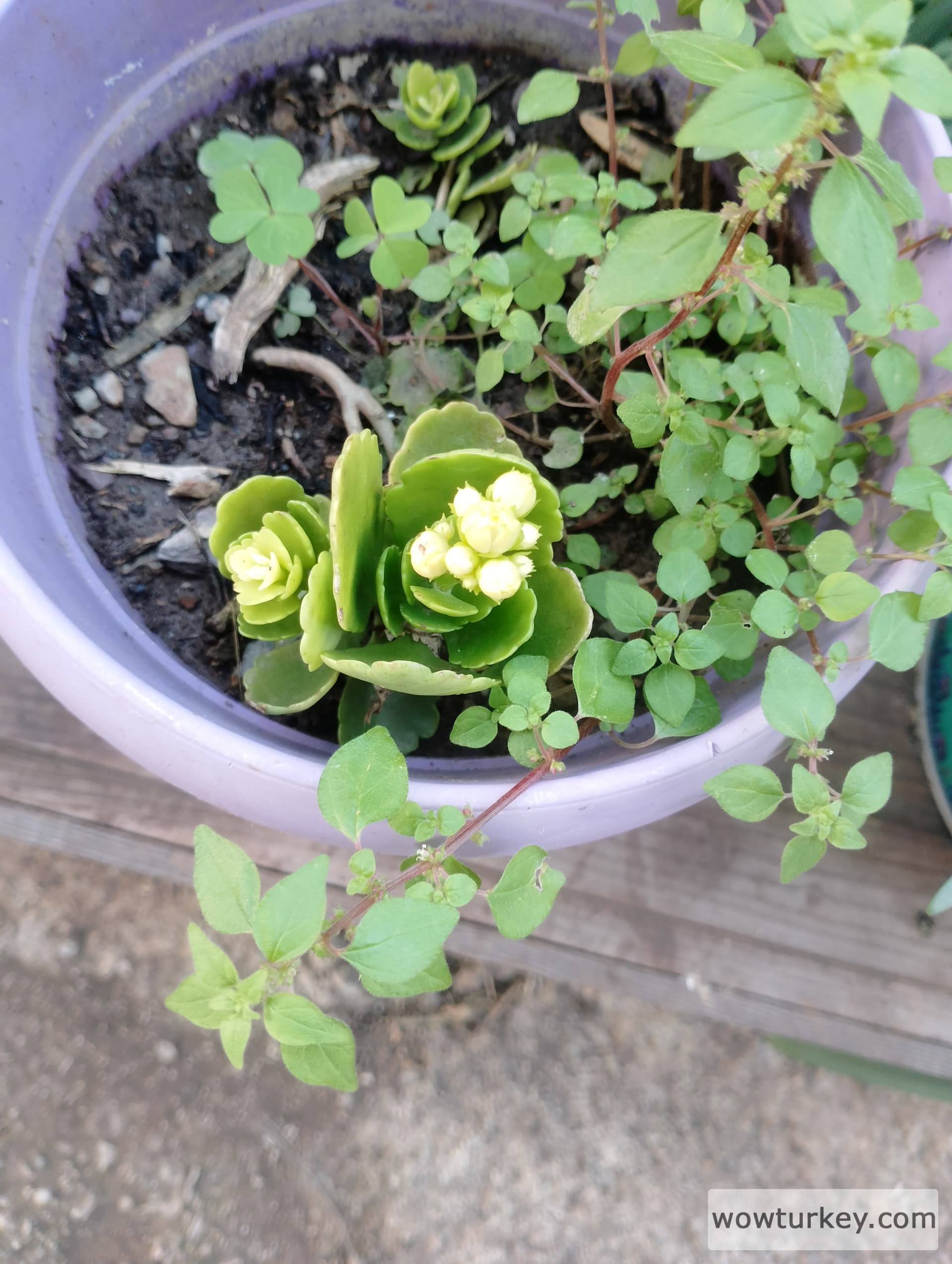 IMG_20240323_180654_HDR