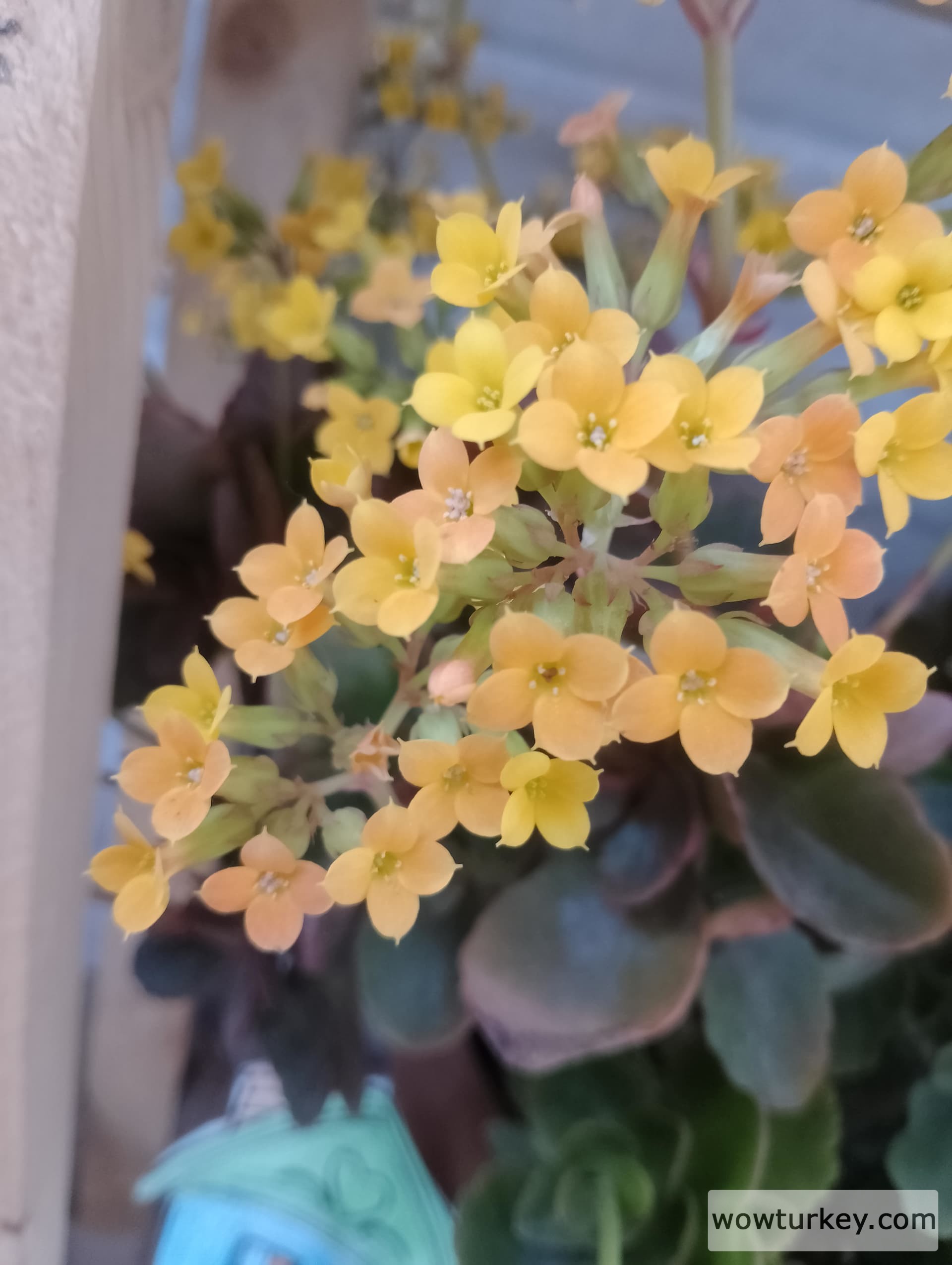 IMG_20240323_181152_HDR