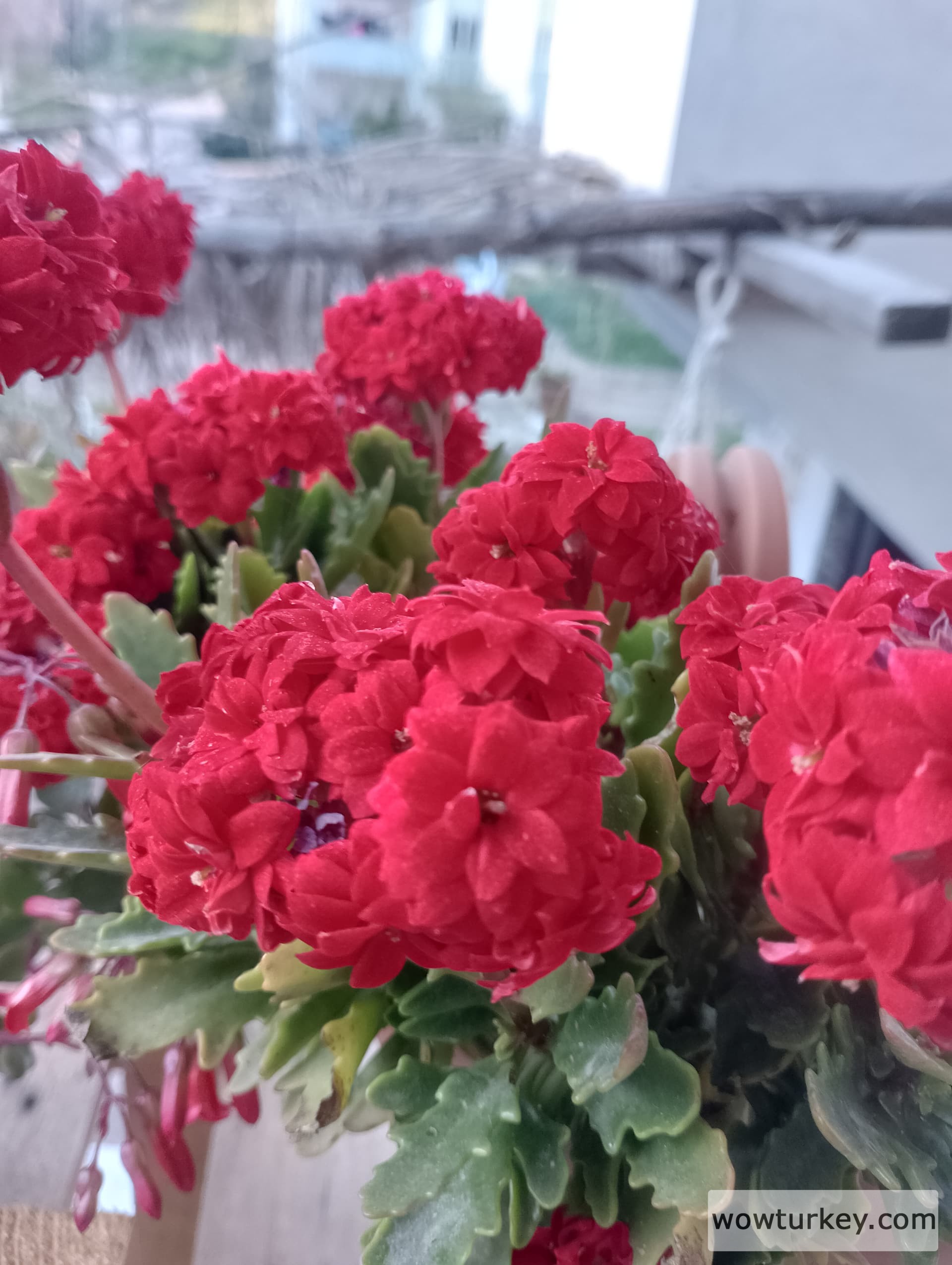 IMG_20240323_181304_HDR