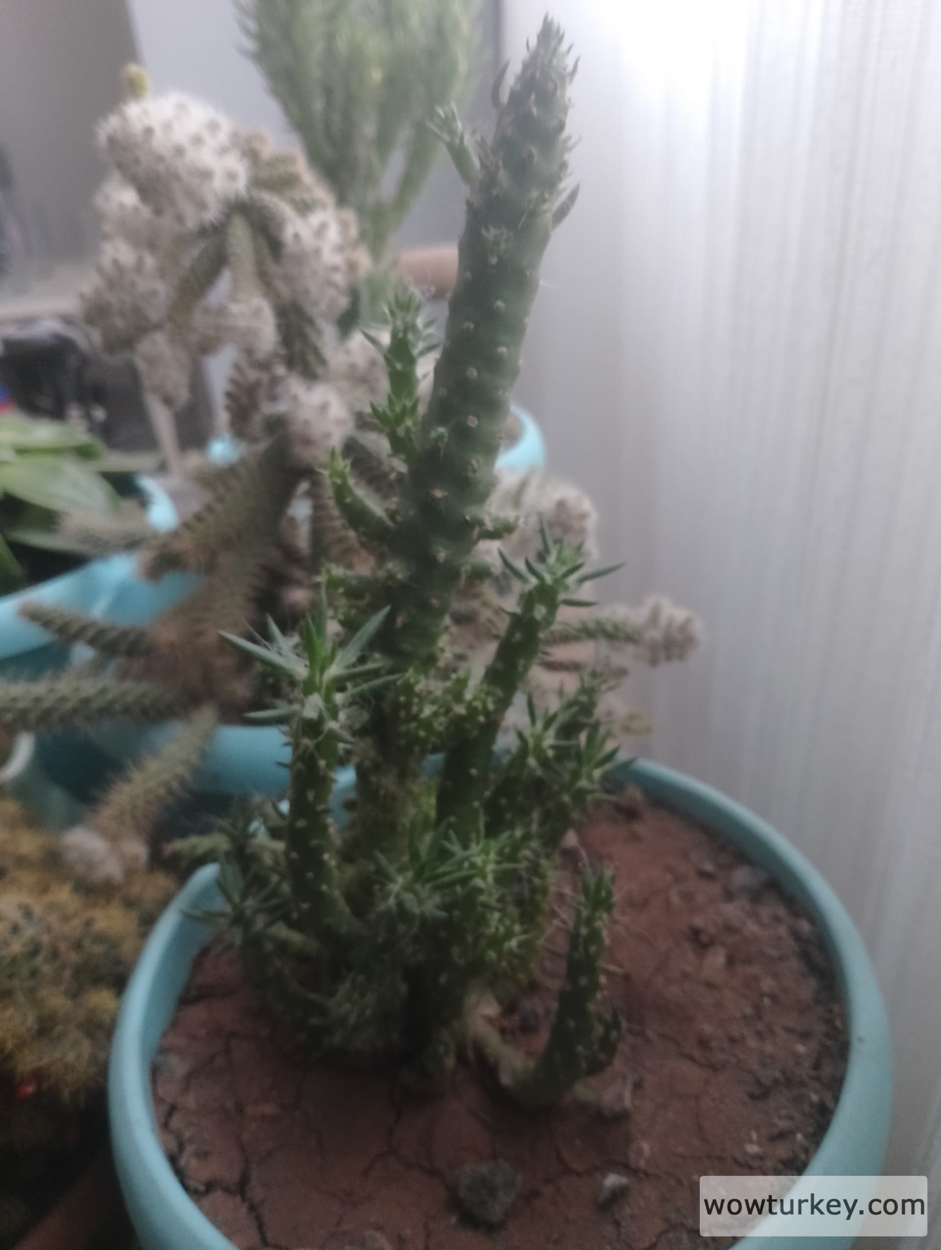 IMG_20240325_160319_HDR