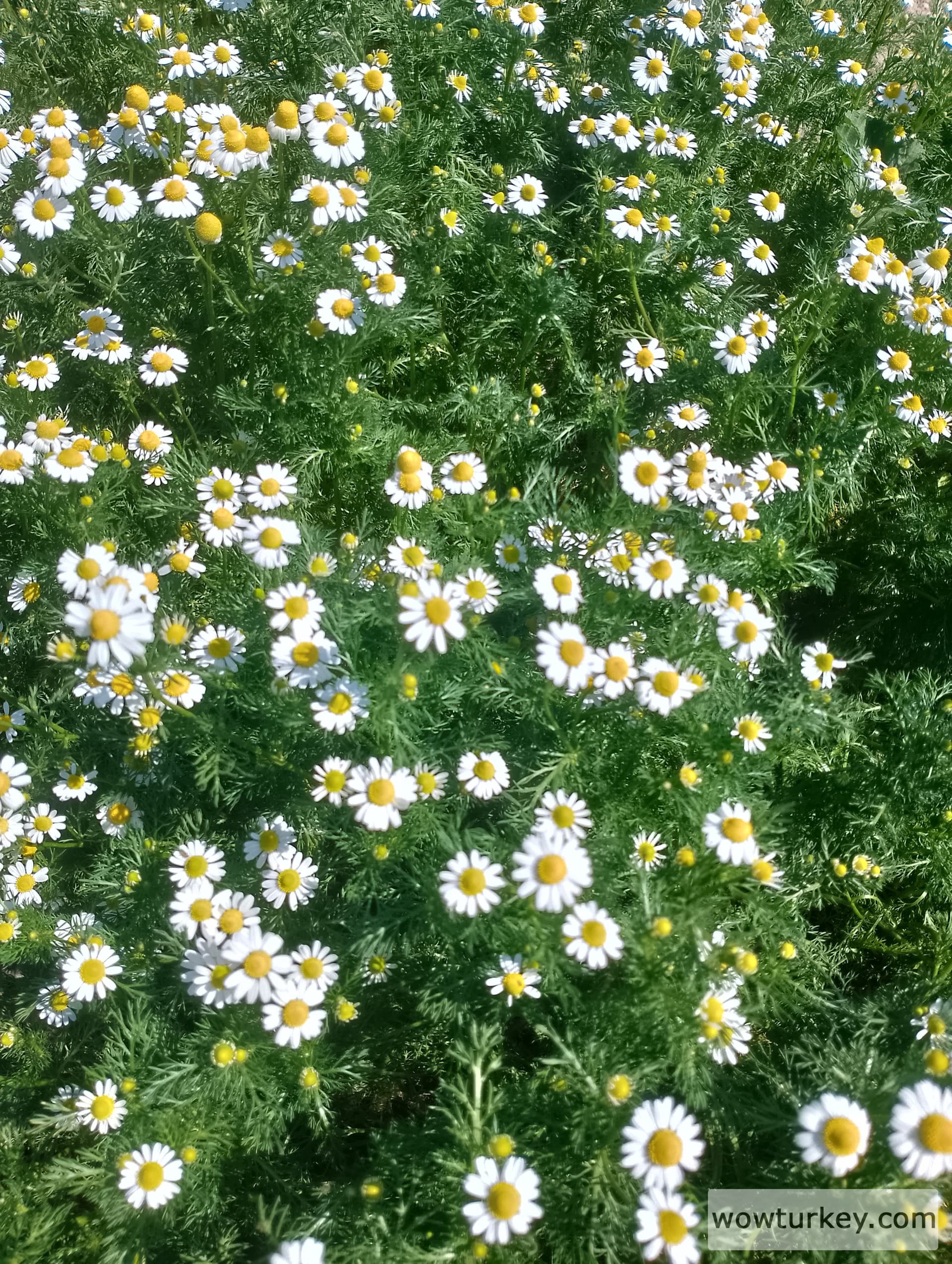 IMG_20240402_122117_HDR