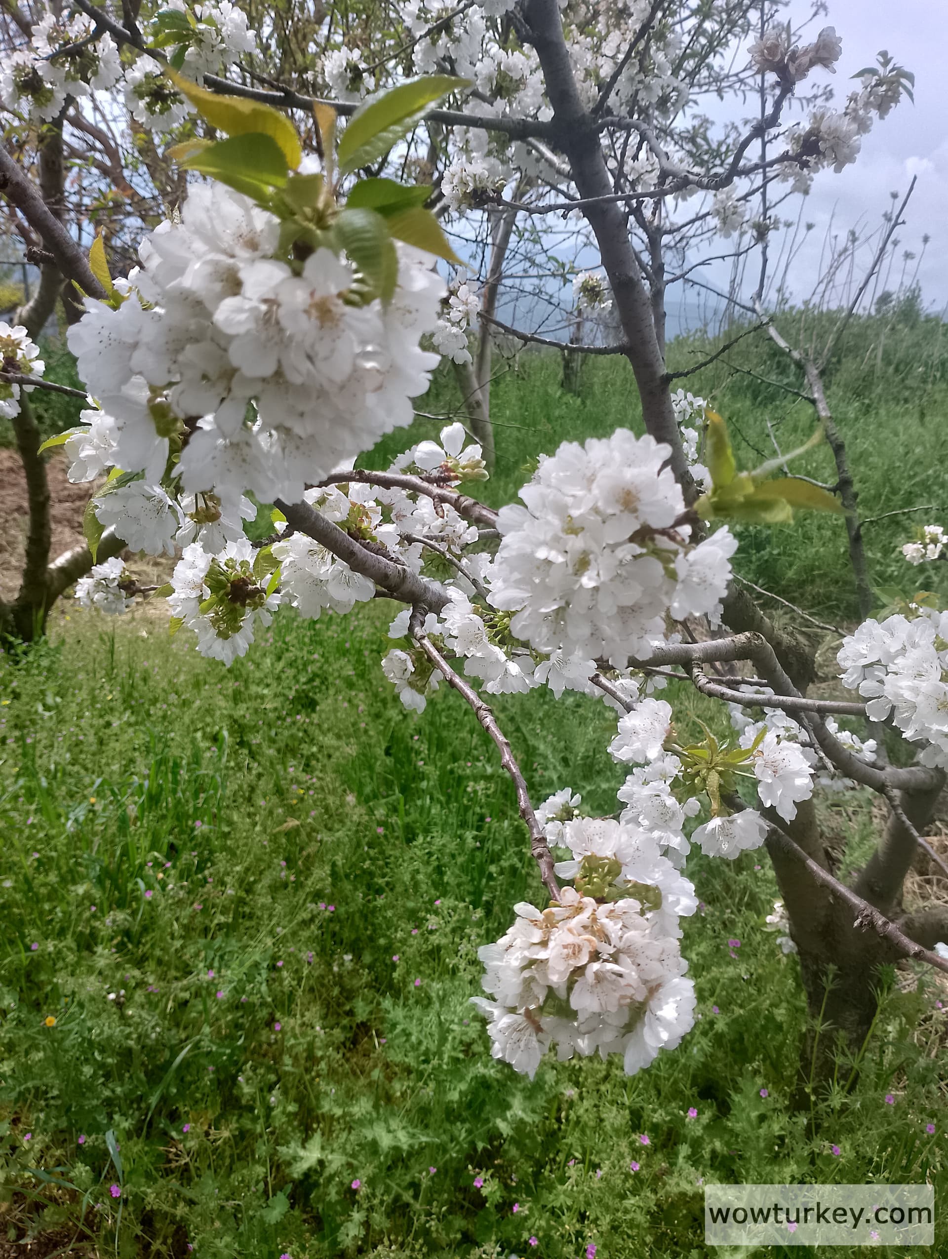 IMG_20240407_113850_HDR