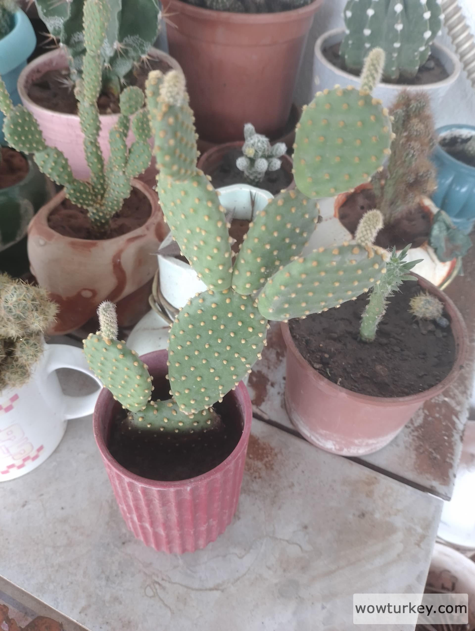 IMG_20240420_155600_HDR