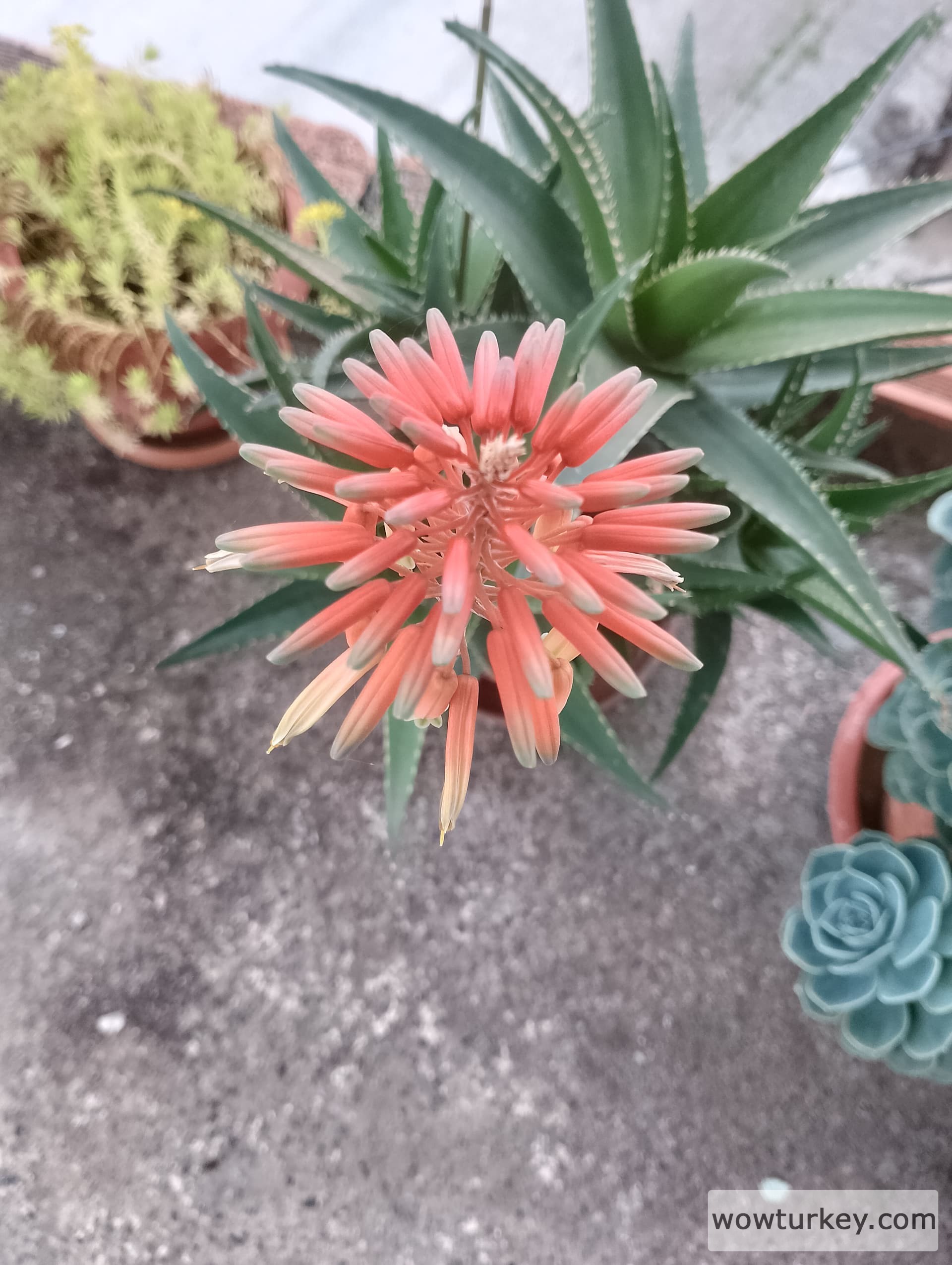 IMG_20240420_155715_HDR