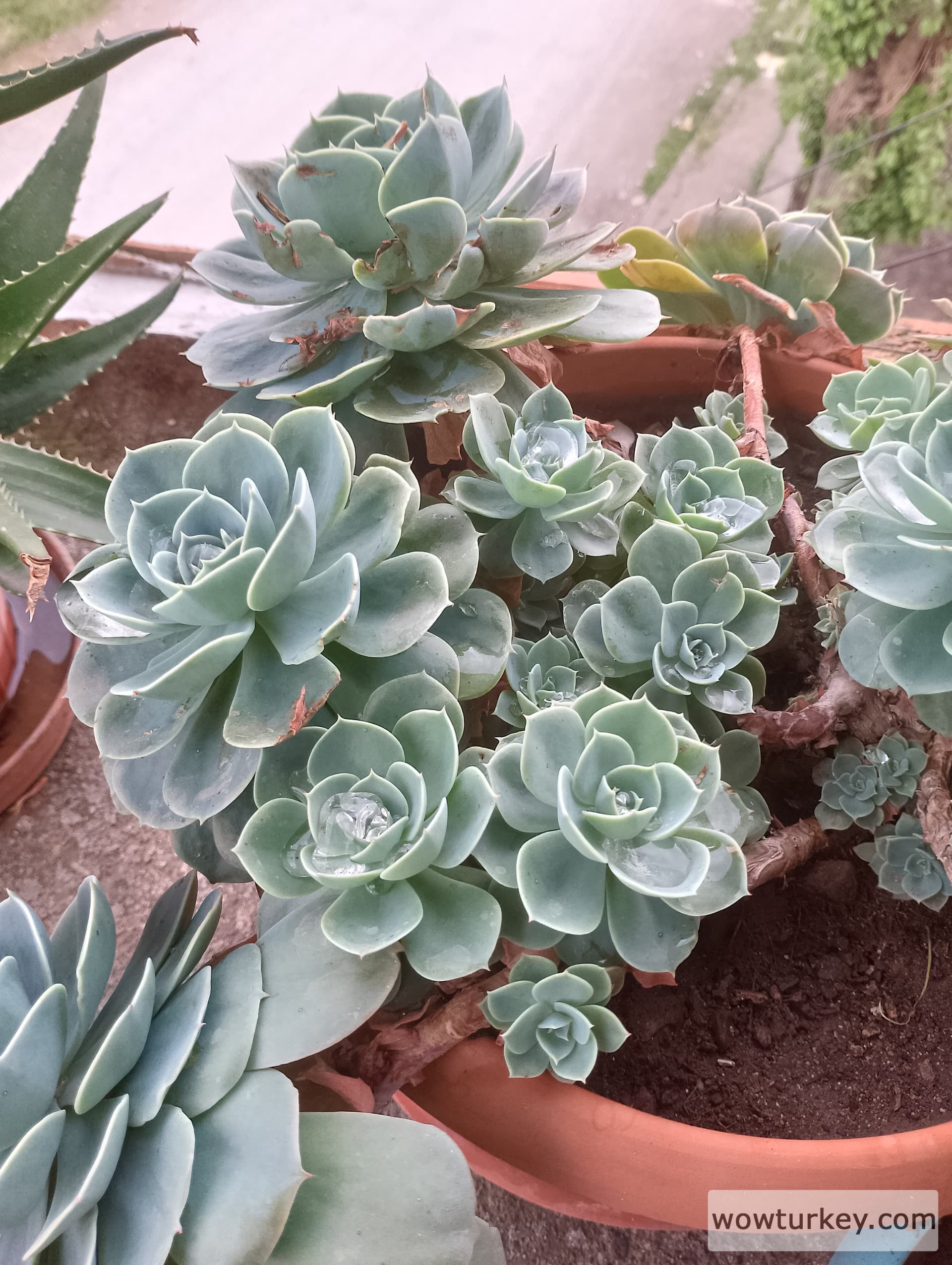 IMG_20240420_155728_HDR