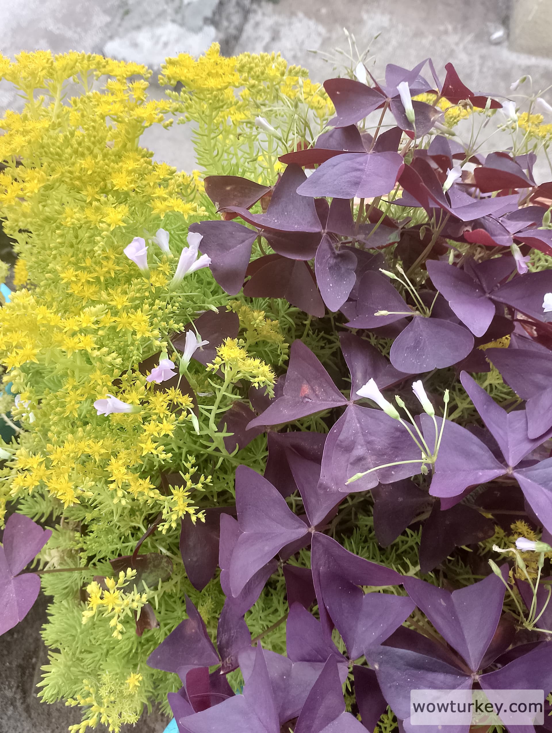 IMG_20240420_155740_HDR