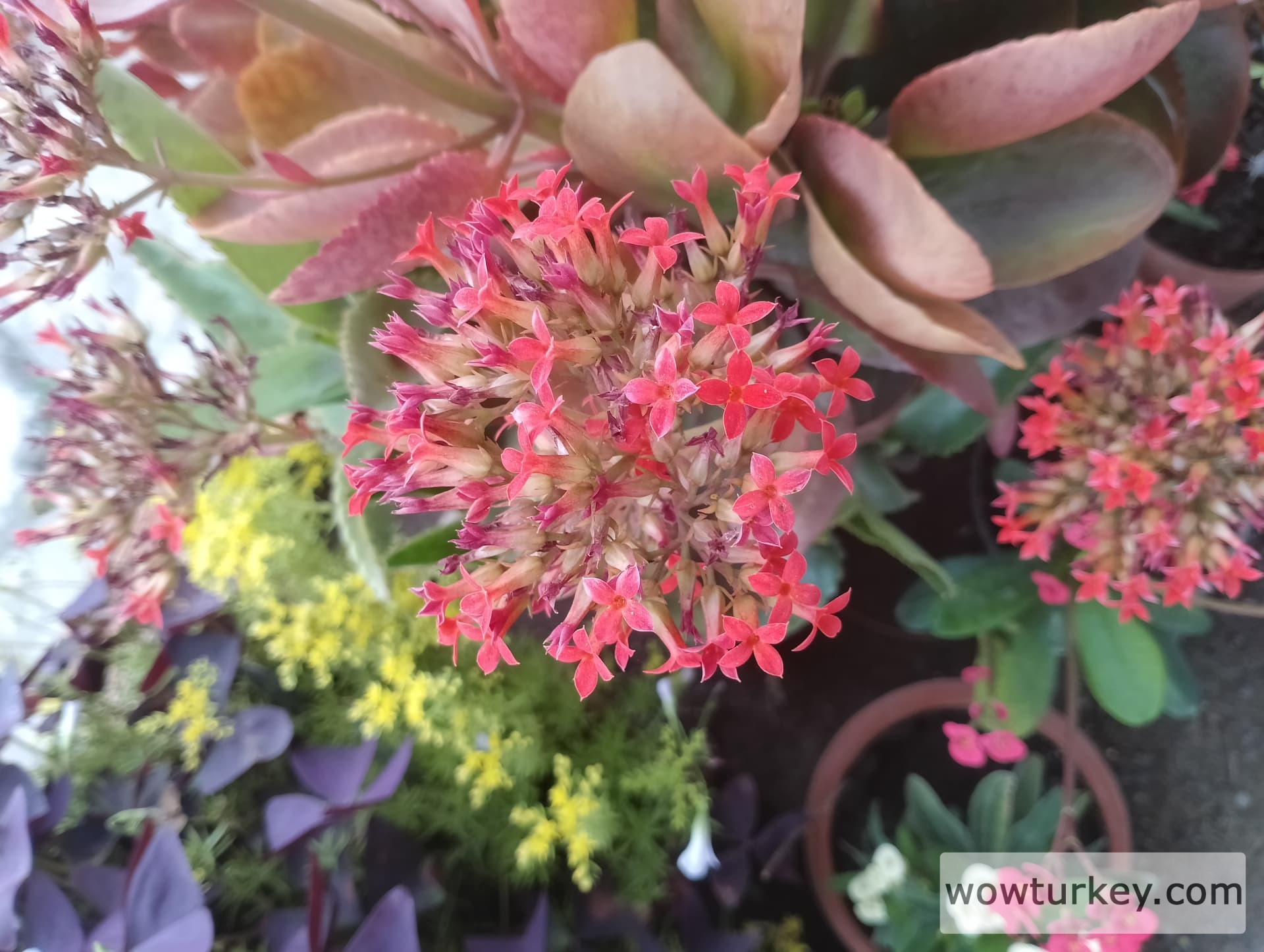 IMG_20240420_155749_HDR