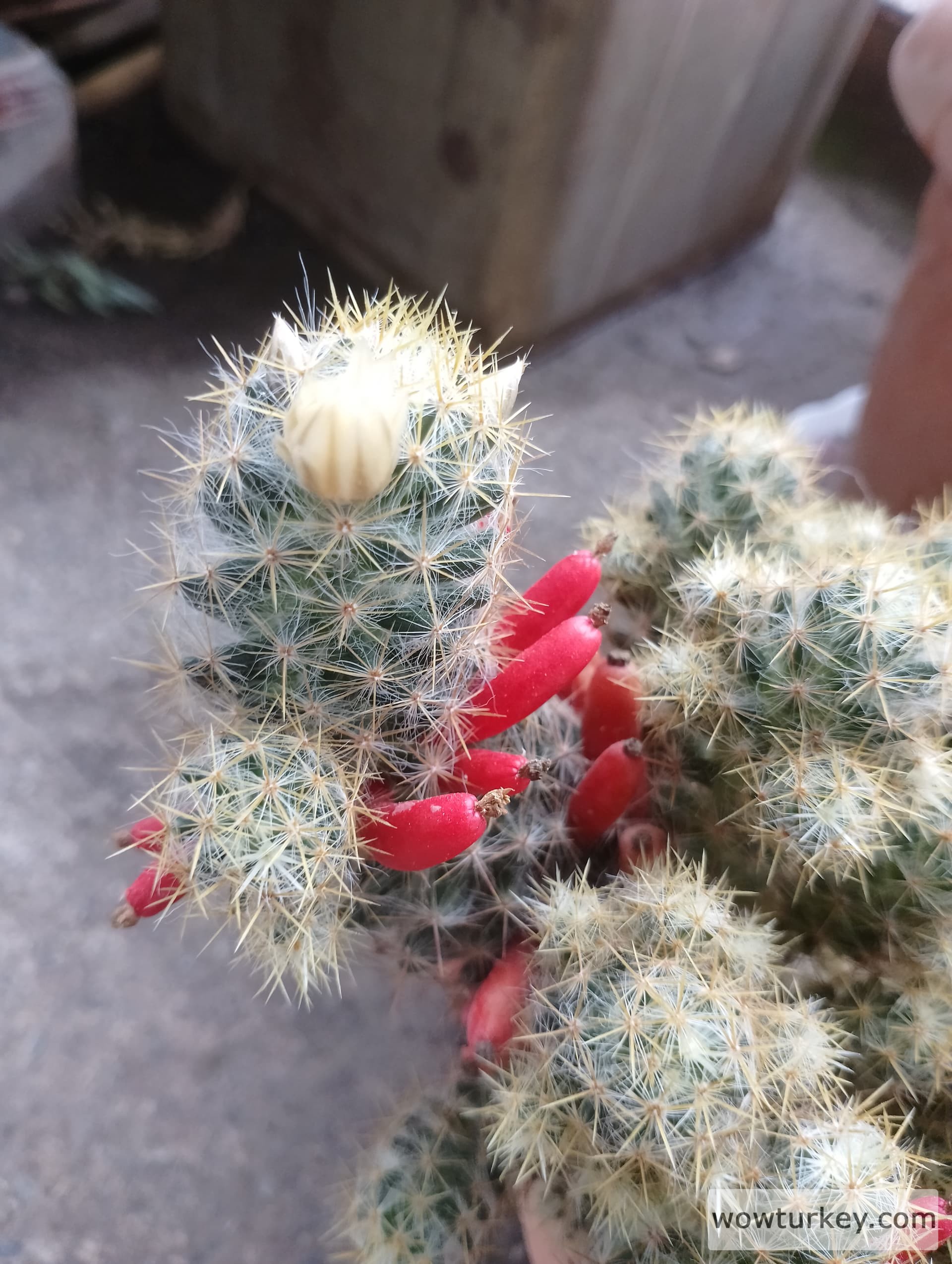 IMG_20240420_155826_HDR