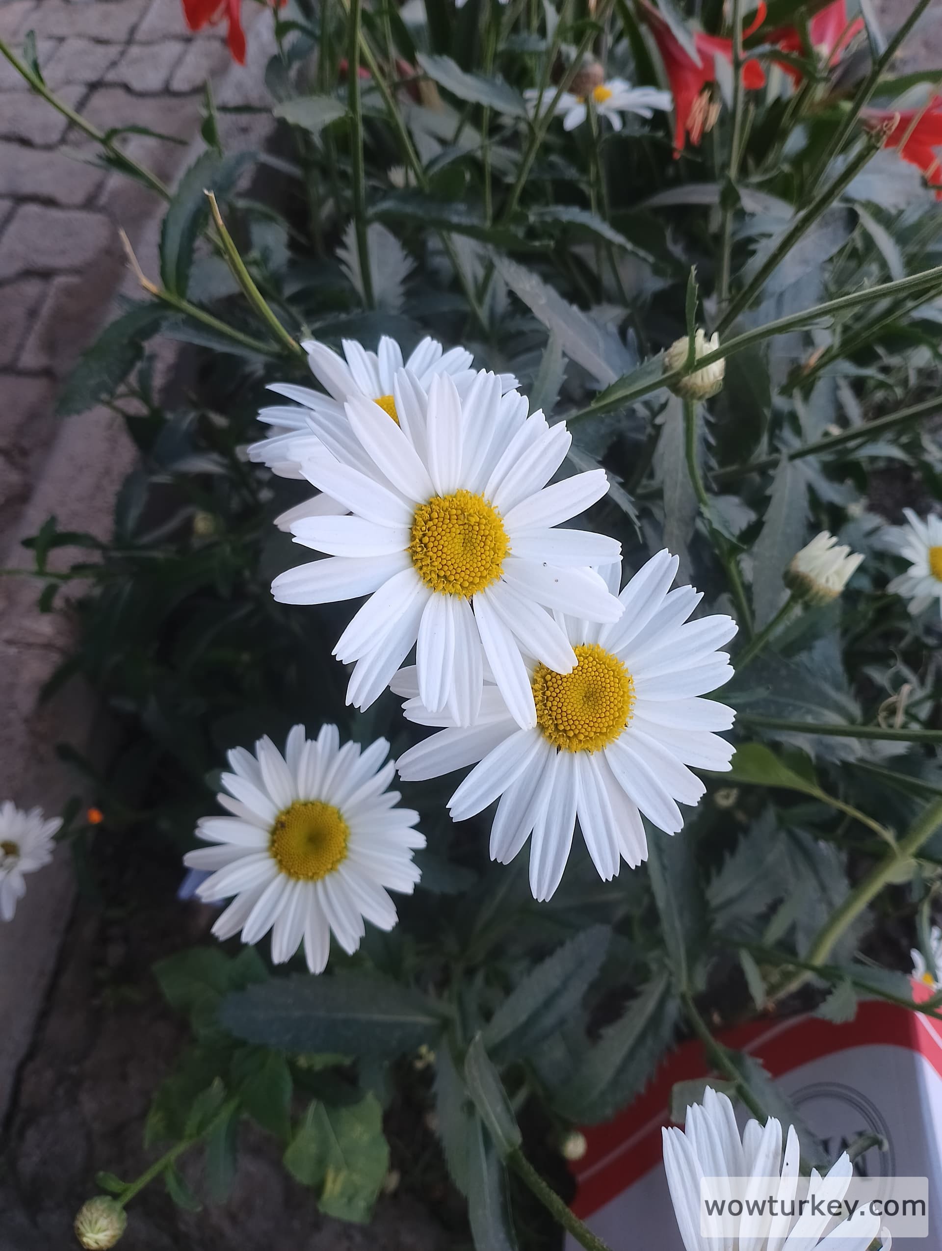 IMG_20240421_160626_HDR