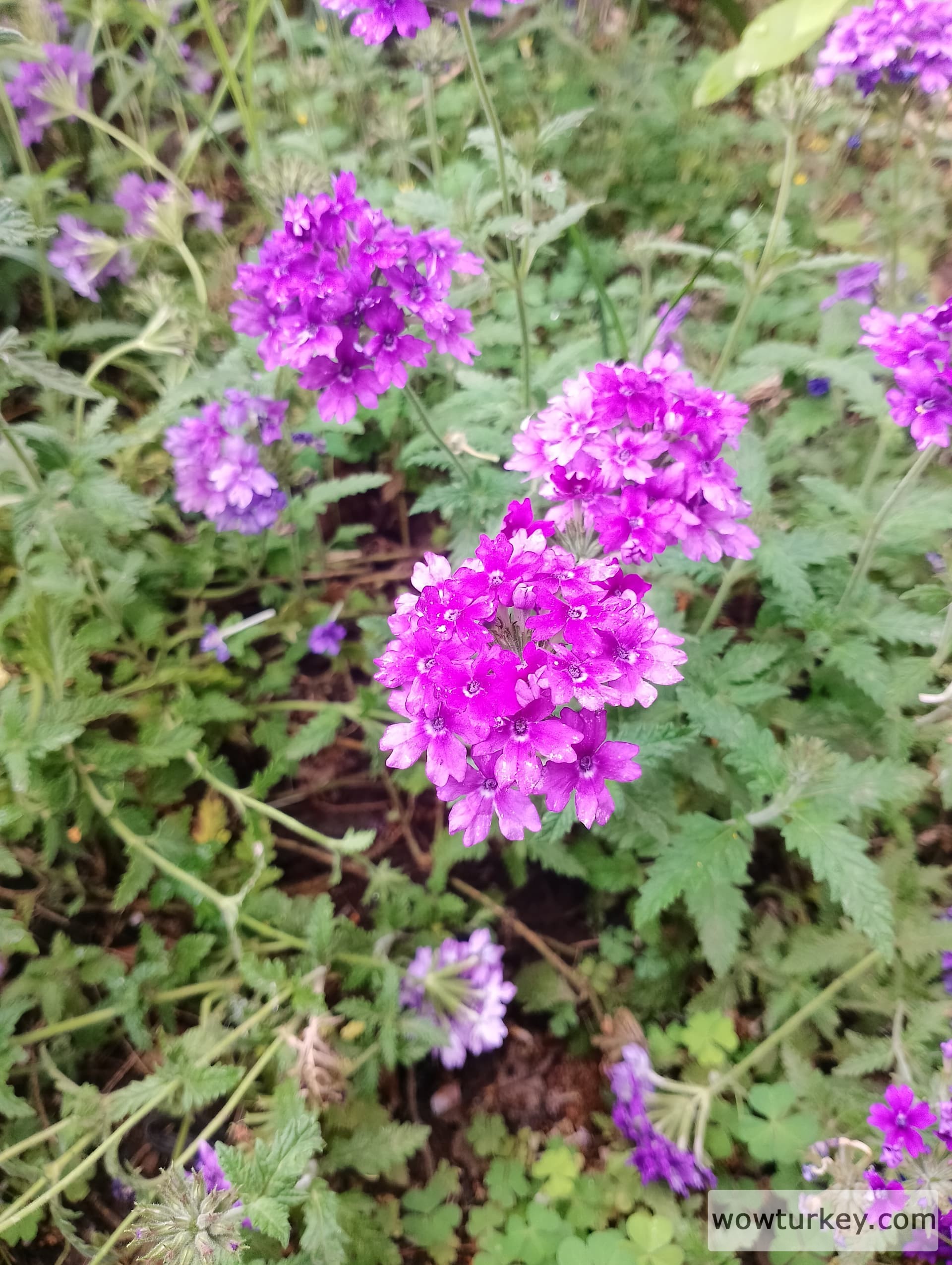 IMG_20240501_110253_HDR