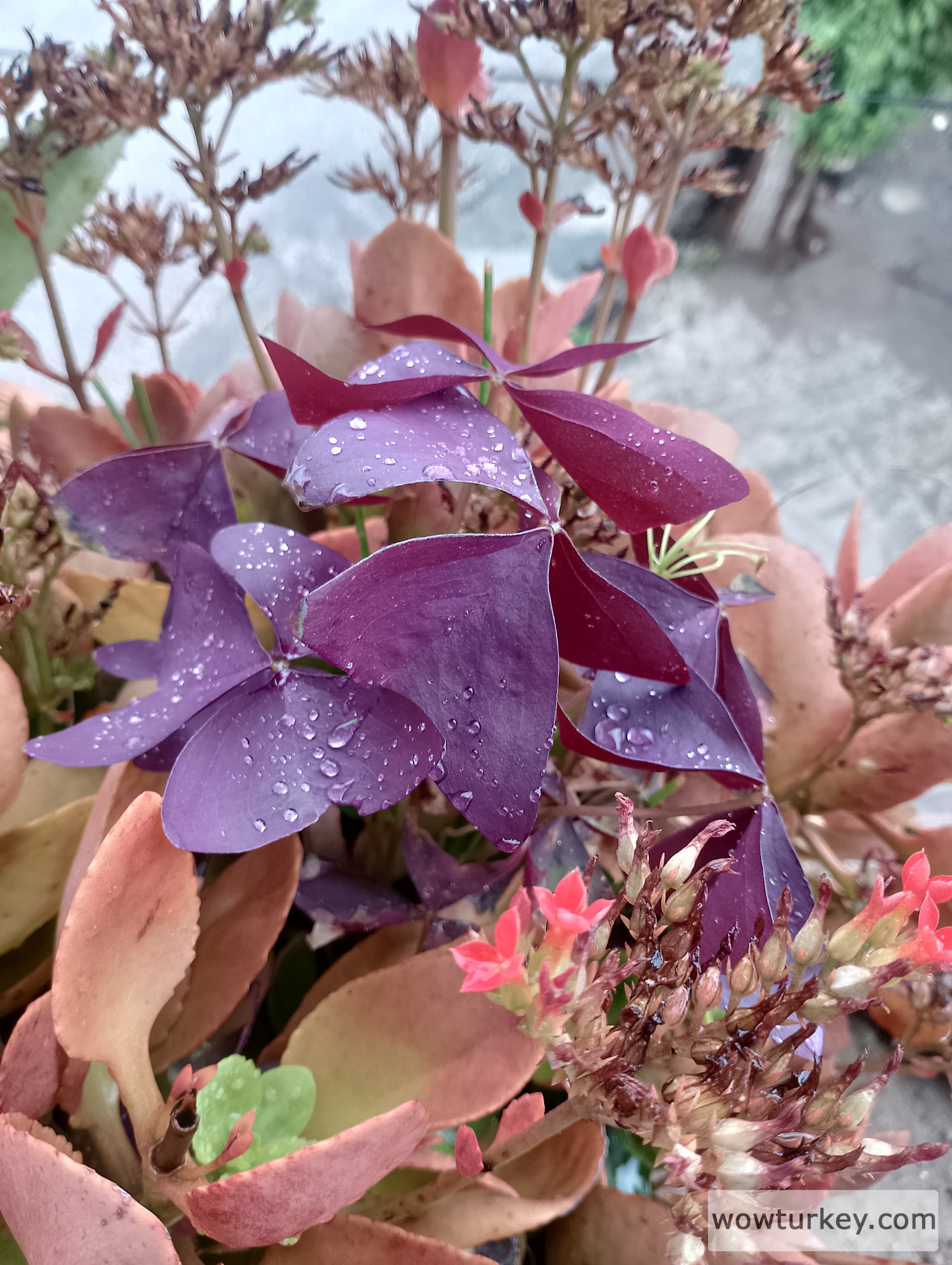 IMG_20240505_114626_HDR