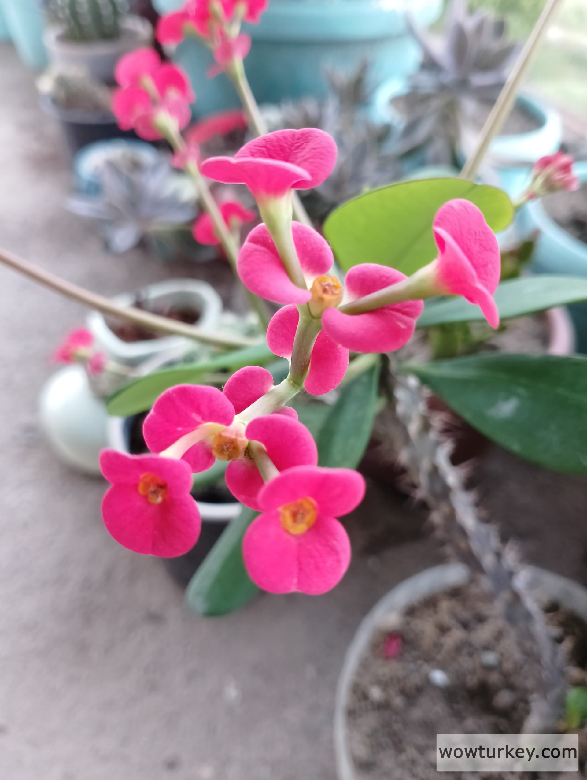 IMG_20240510_182006_HDR