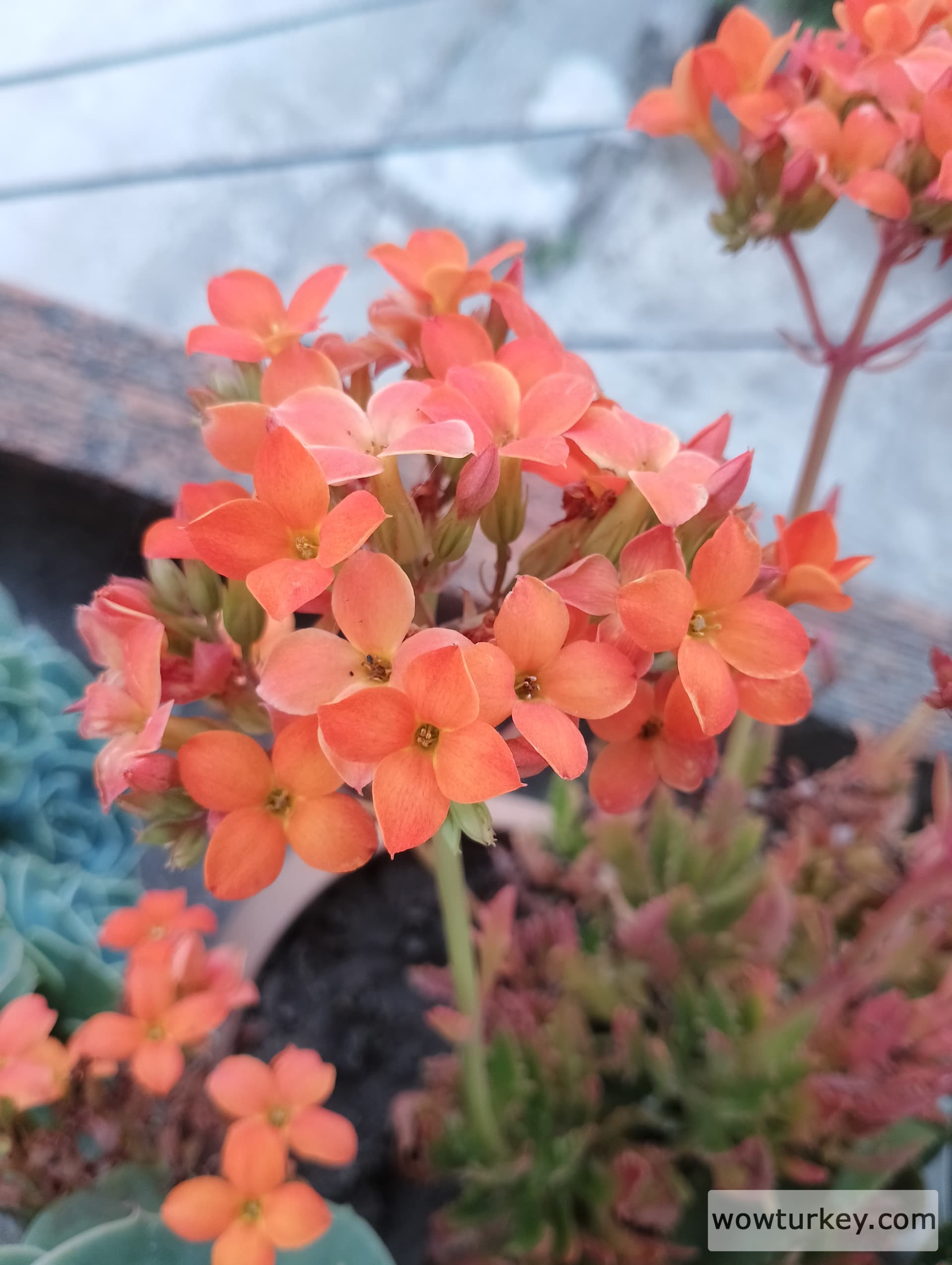 IMG_20240510_182026_HDR