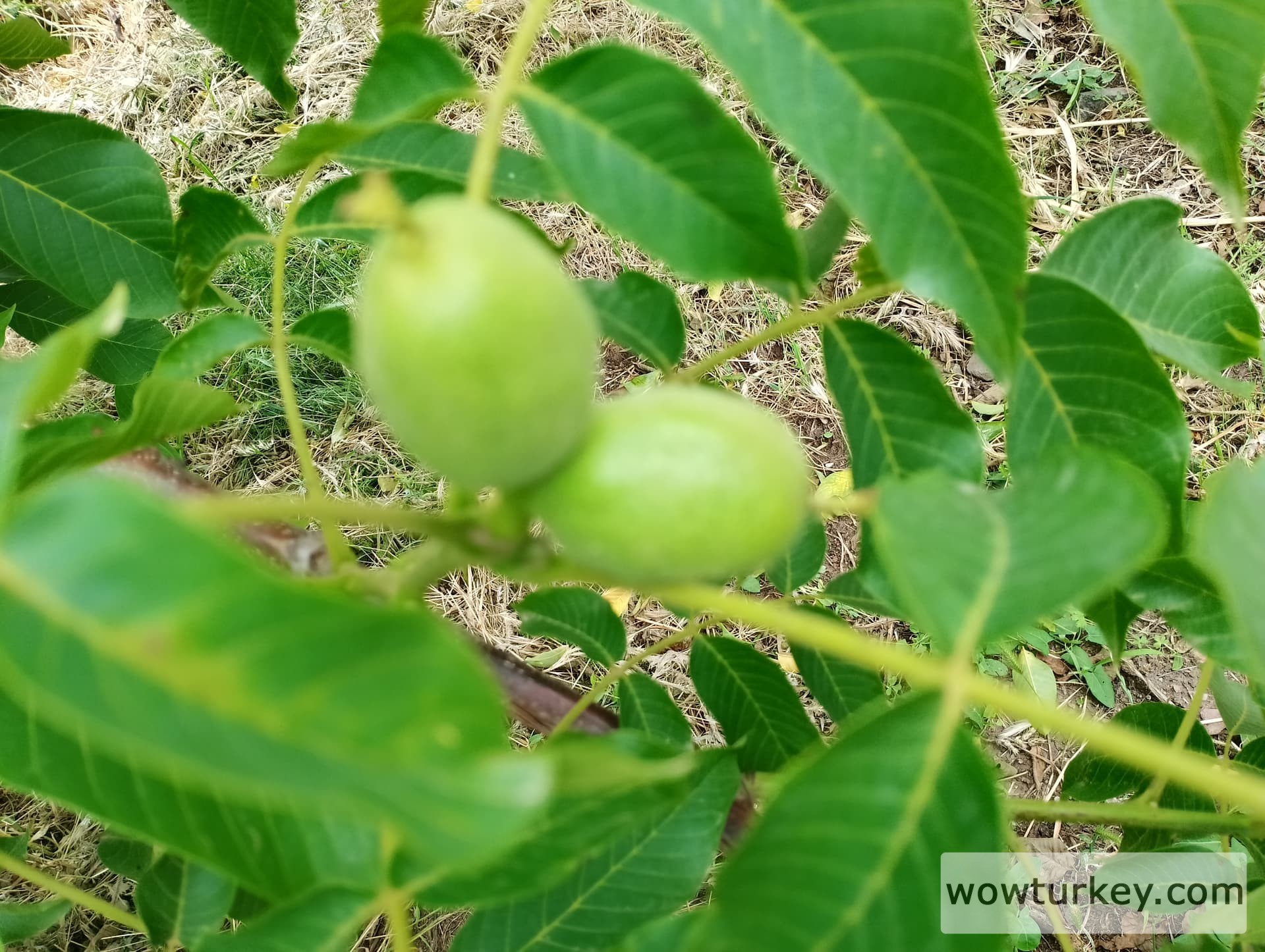 IMG_20240512_103156_HDR