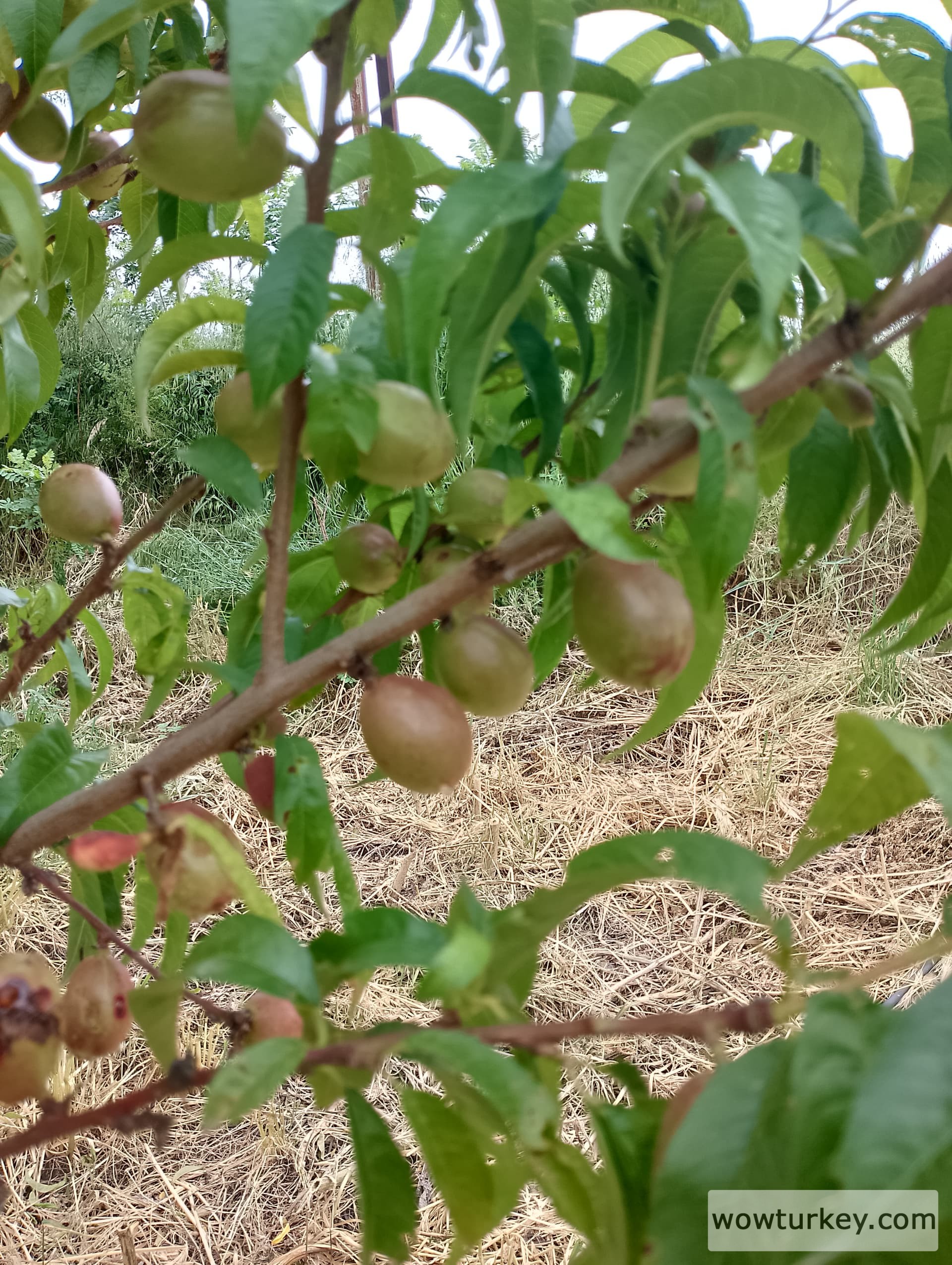 IMG_20240512_103330_HDR