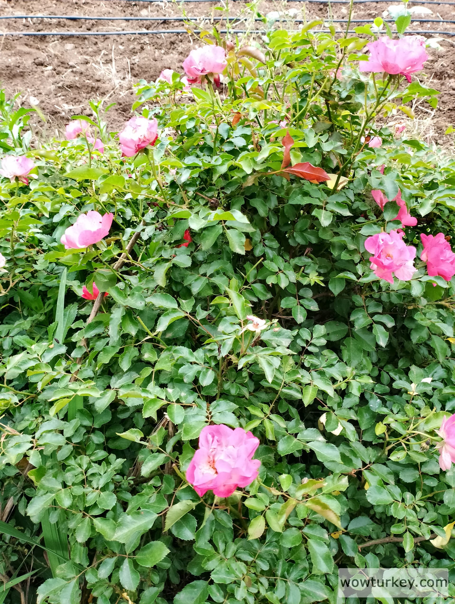 IMG_20240512_154144_HDR