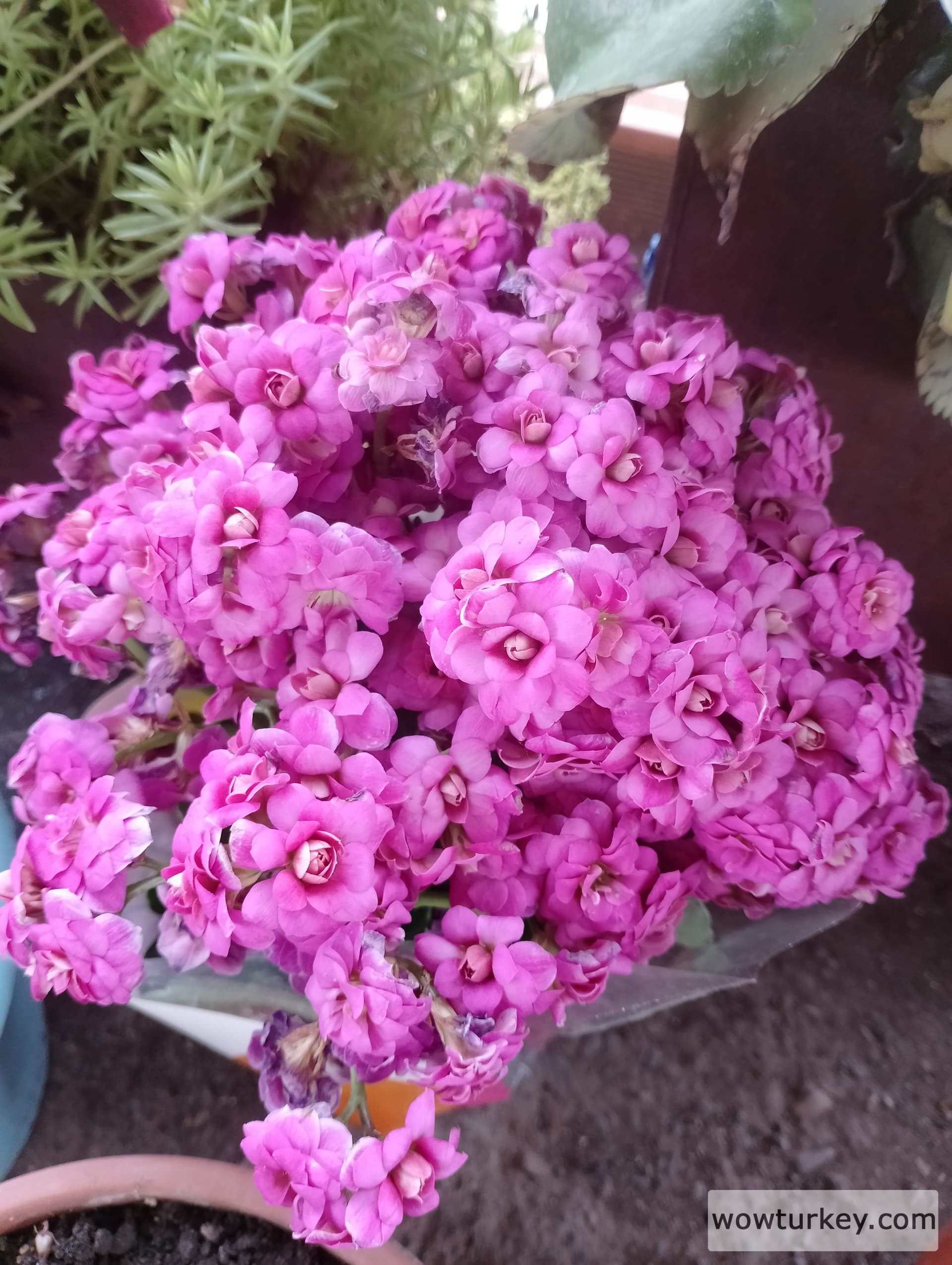 IMG_20240517_171042_HDR