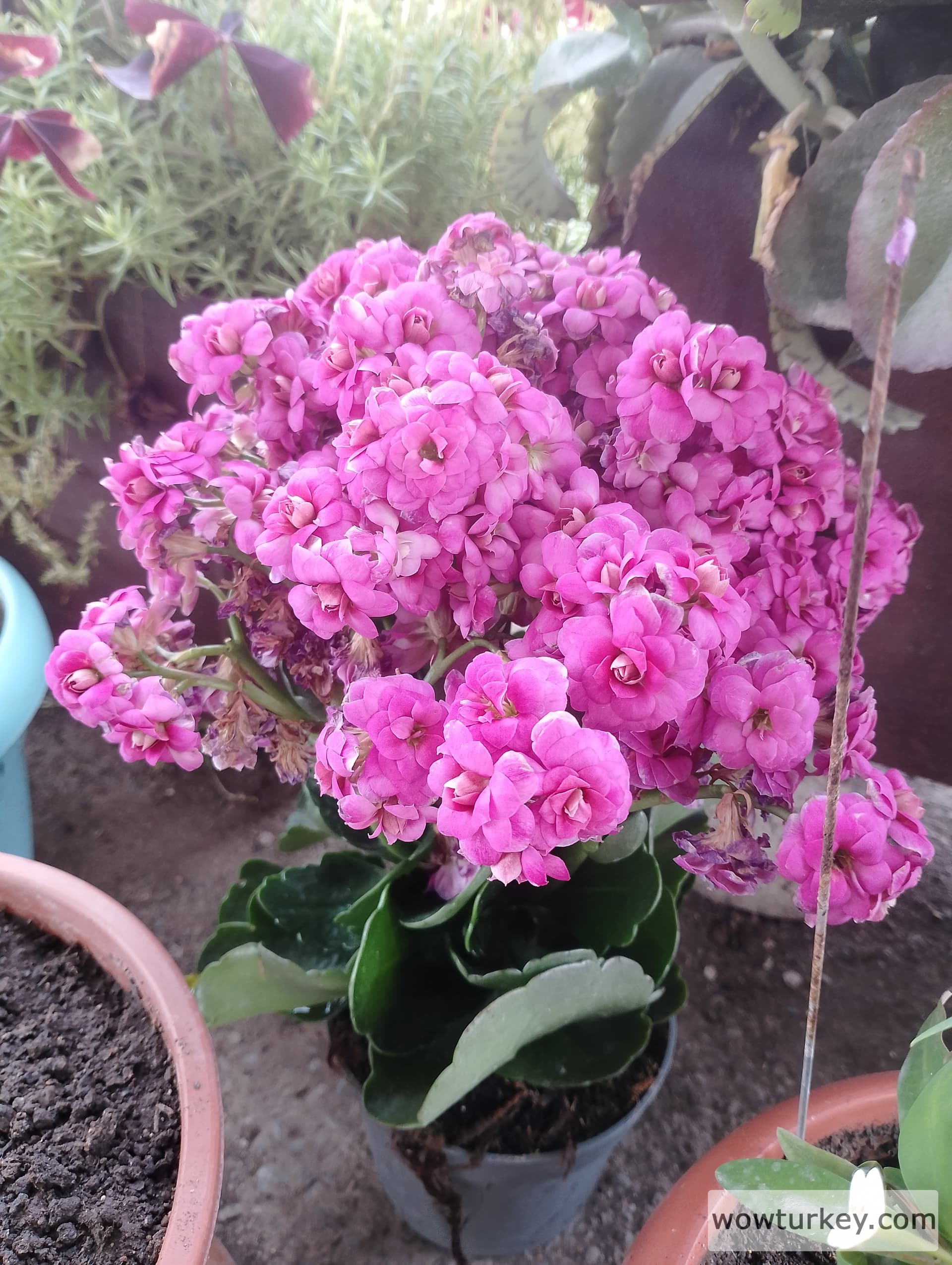 IMG_20240517_171223_HDR