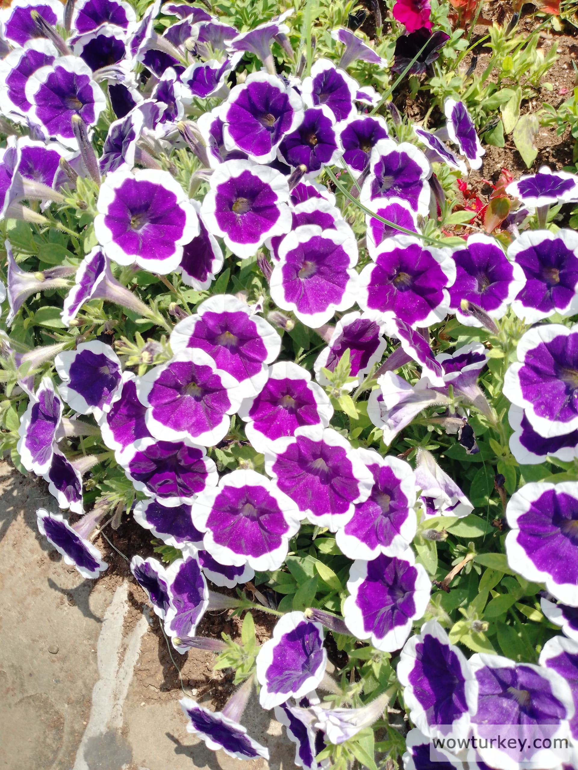 IMG_20240530_130707_456