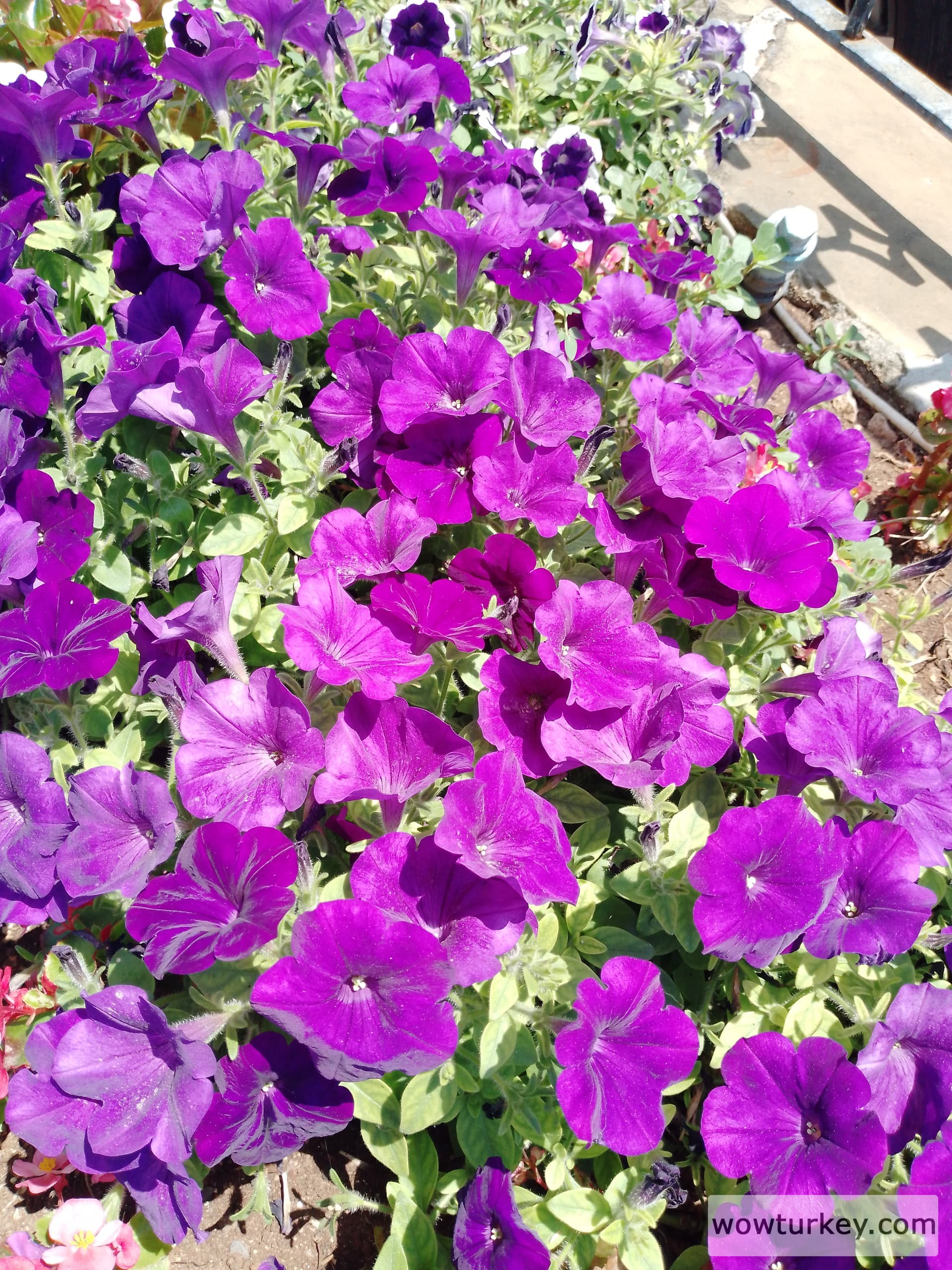 IMG_20240530_130729_549