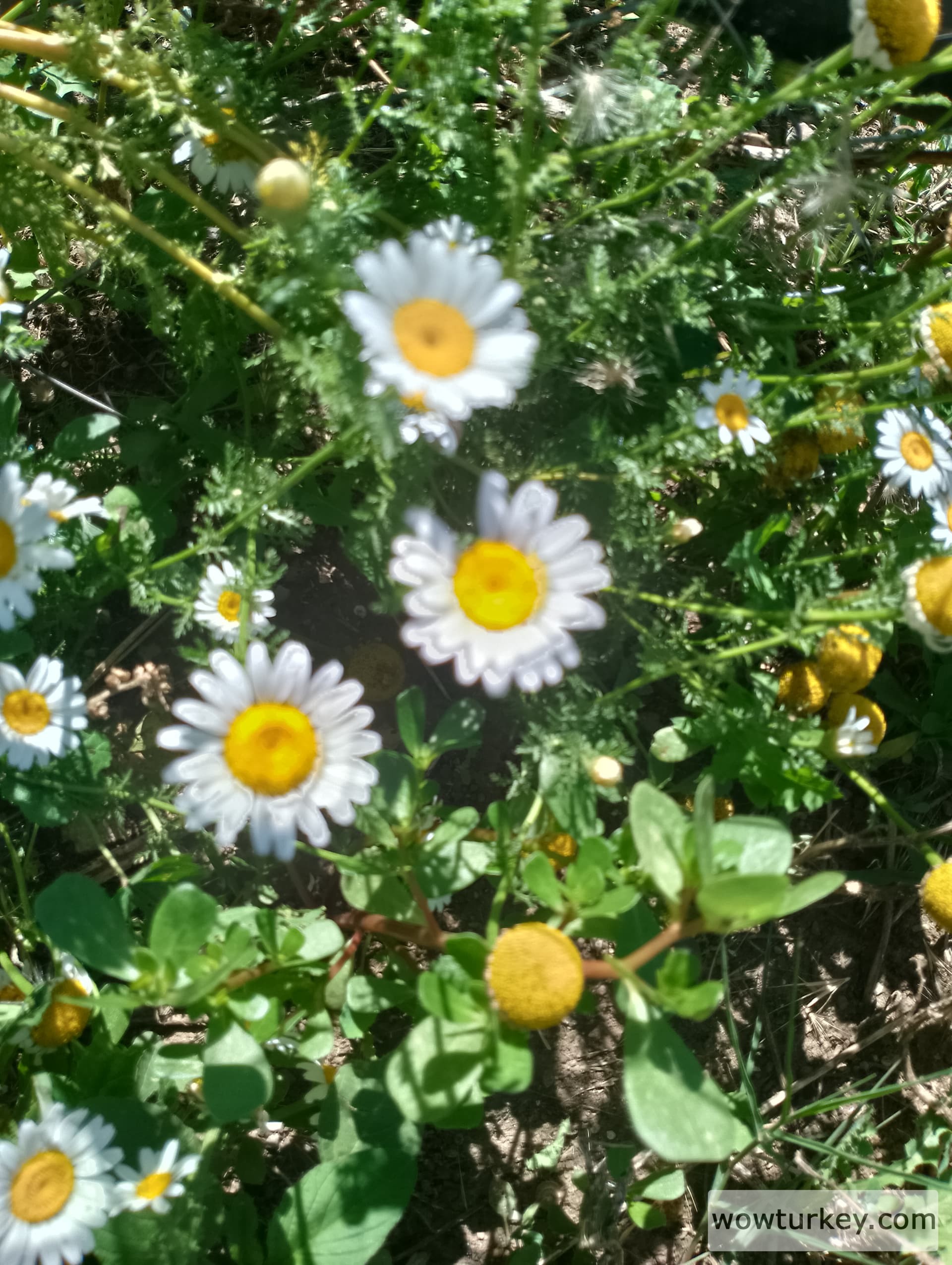 IMG_20240602_093934_HDR