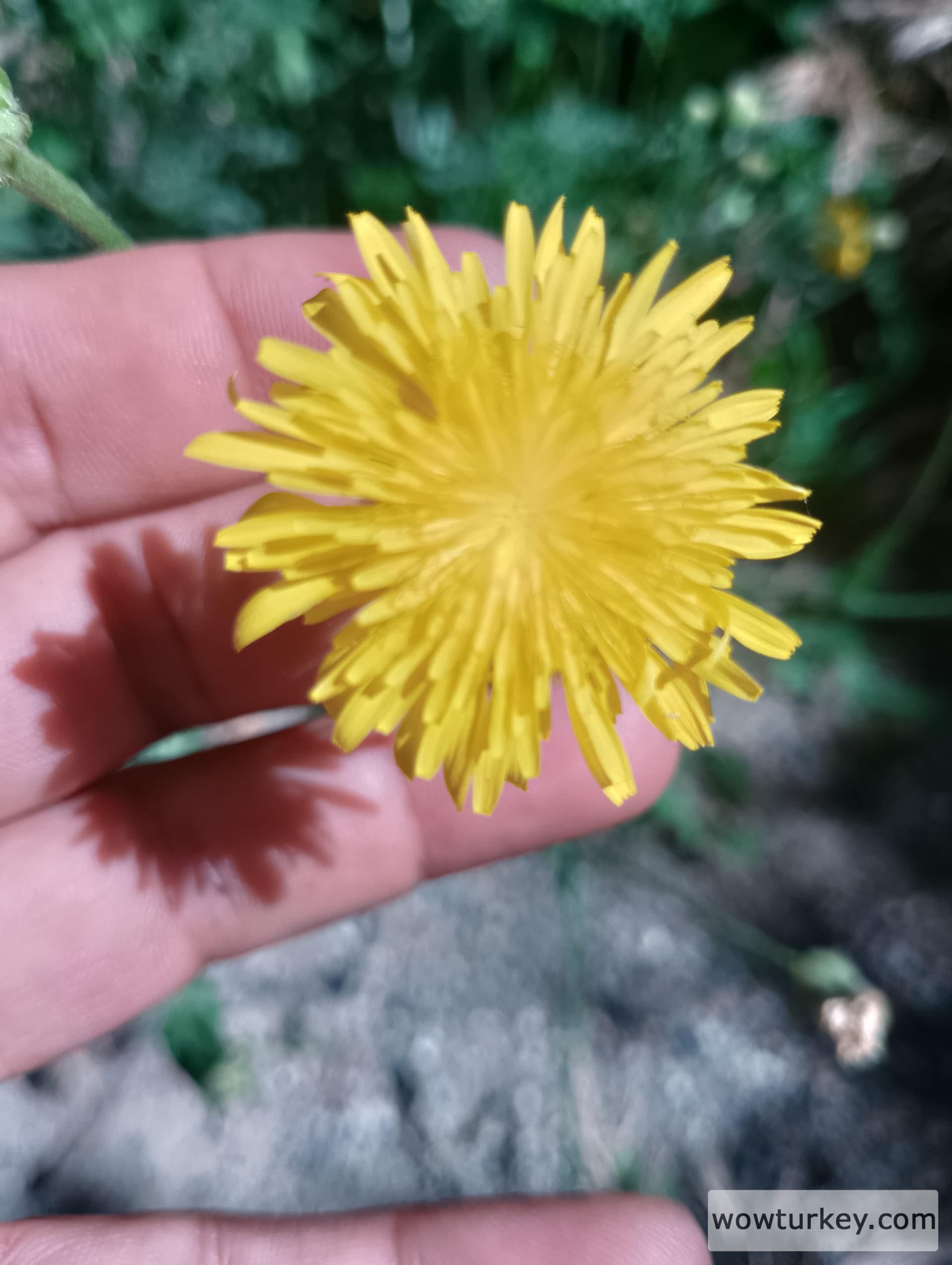 IMG_20240602_094037_HDR