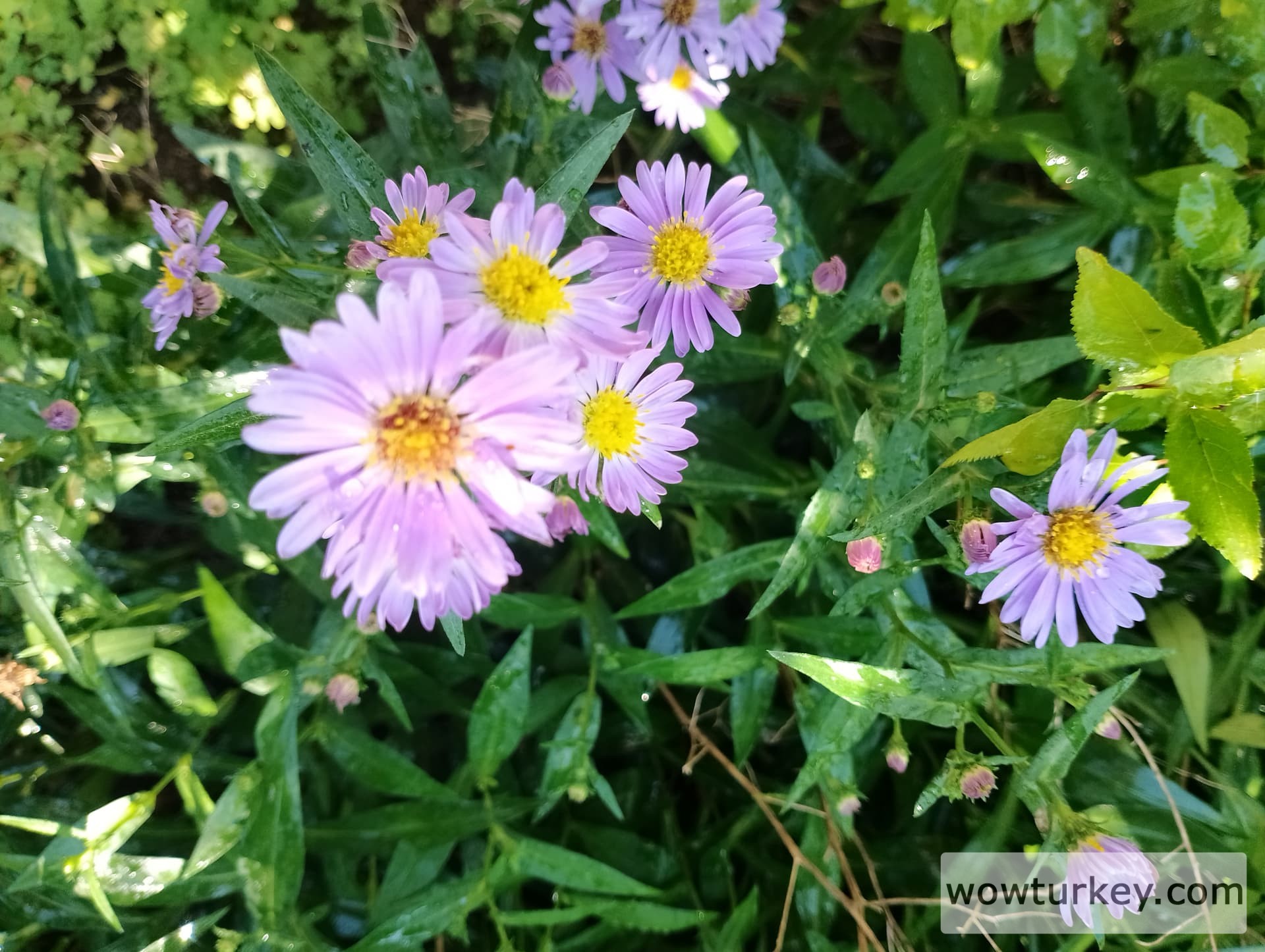 IMG_20240602_094117_HDR