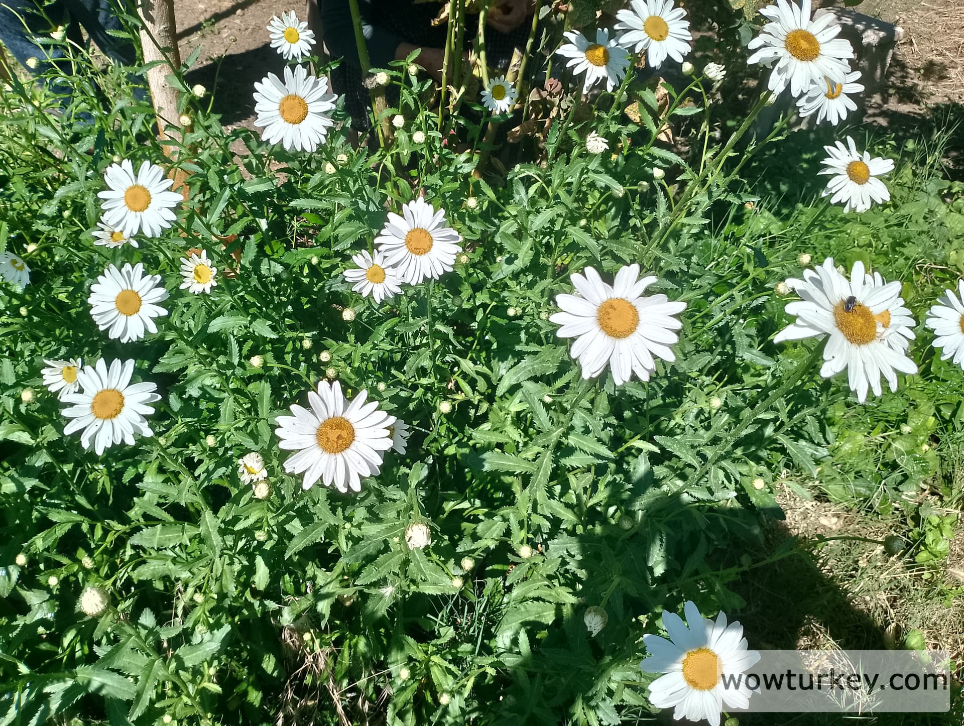 IMG_20240602_094304_HDR