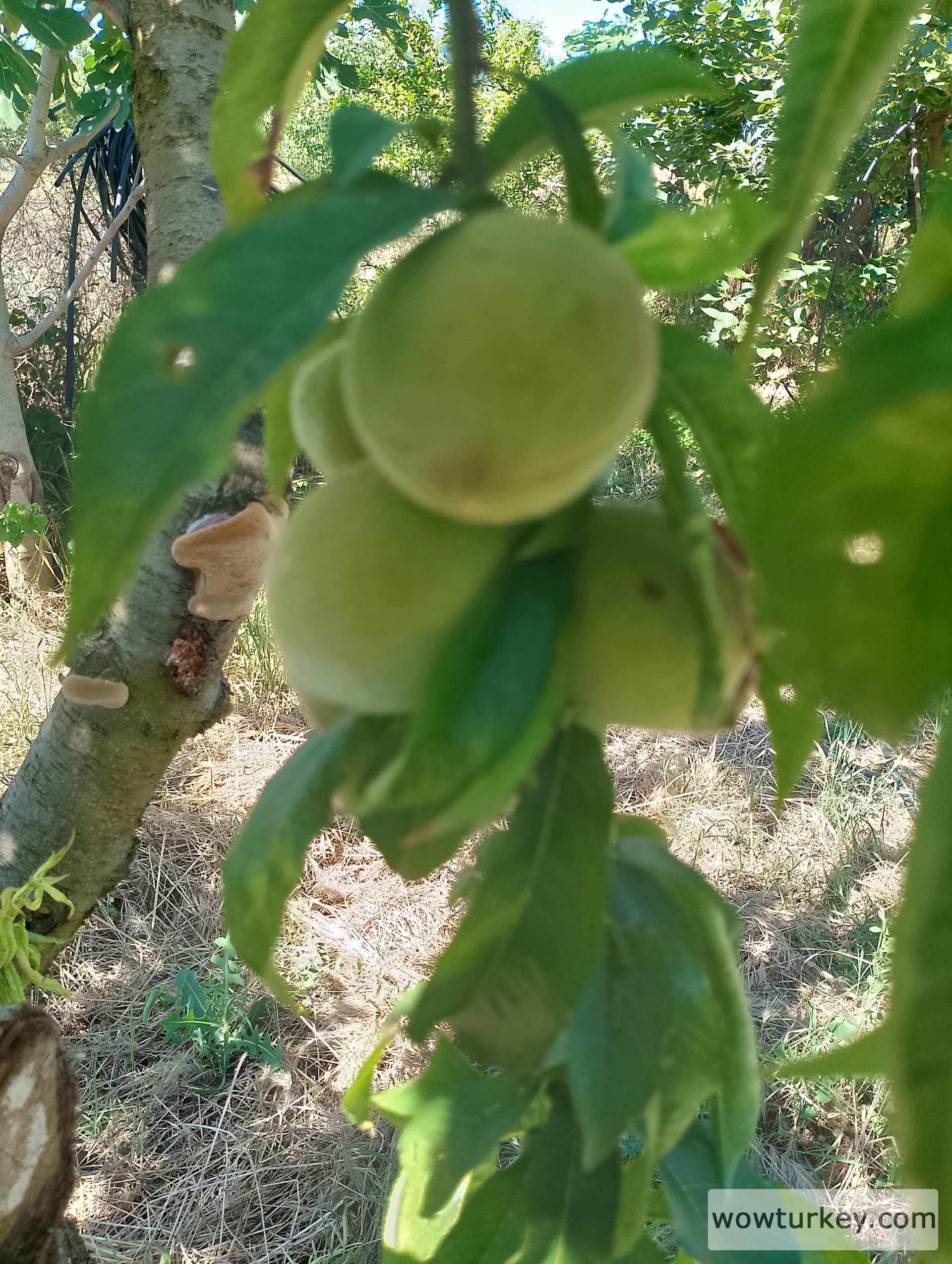 IMG_20240602_094528_HDR