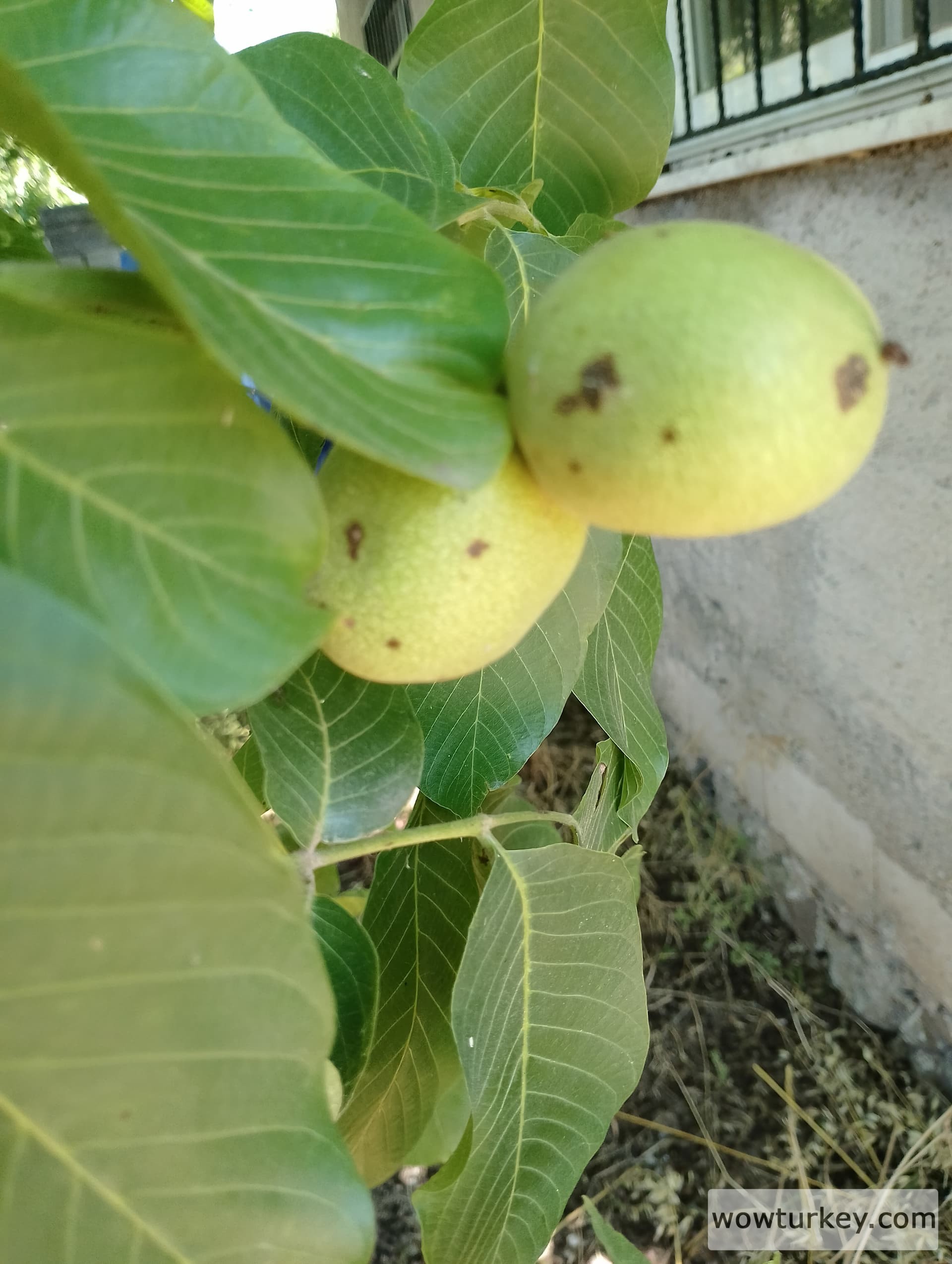 IMG_20240602_115040_HDR