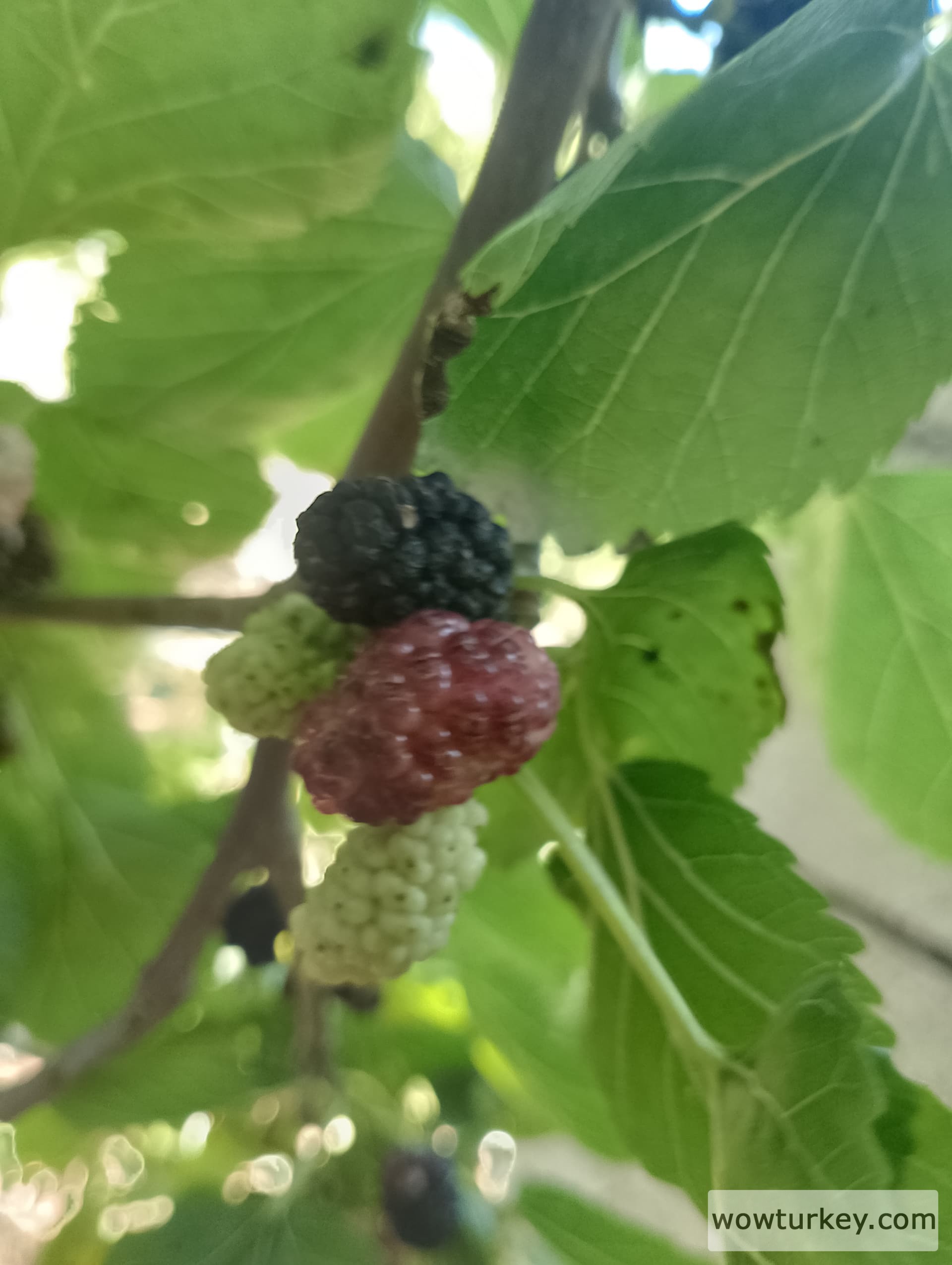 IMG_20240602_115131_HDR