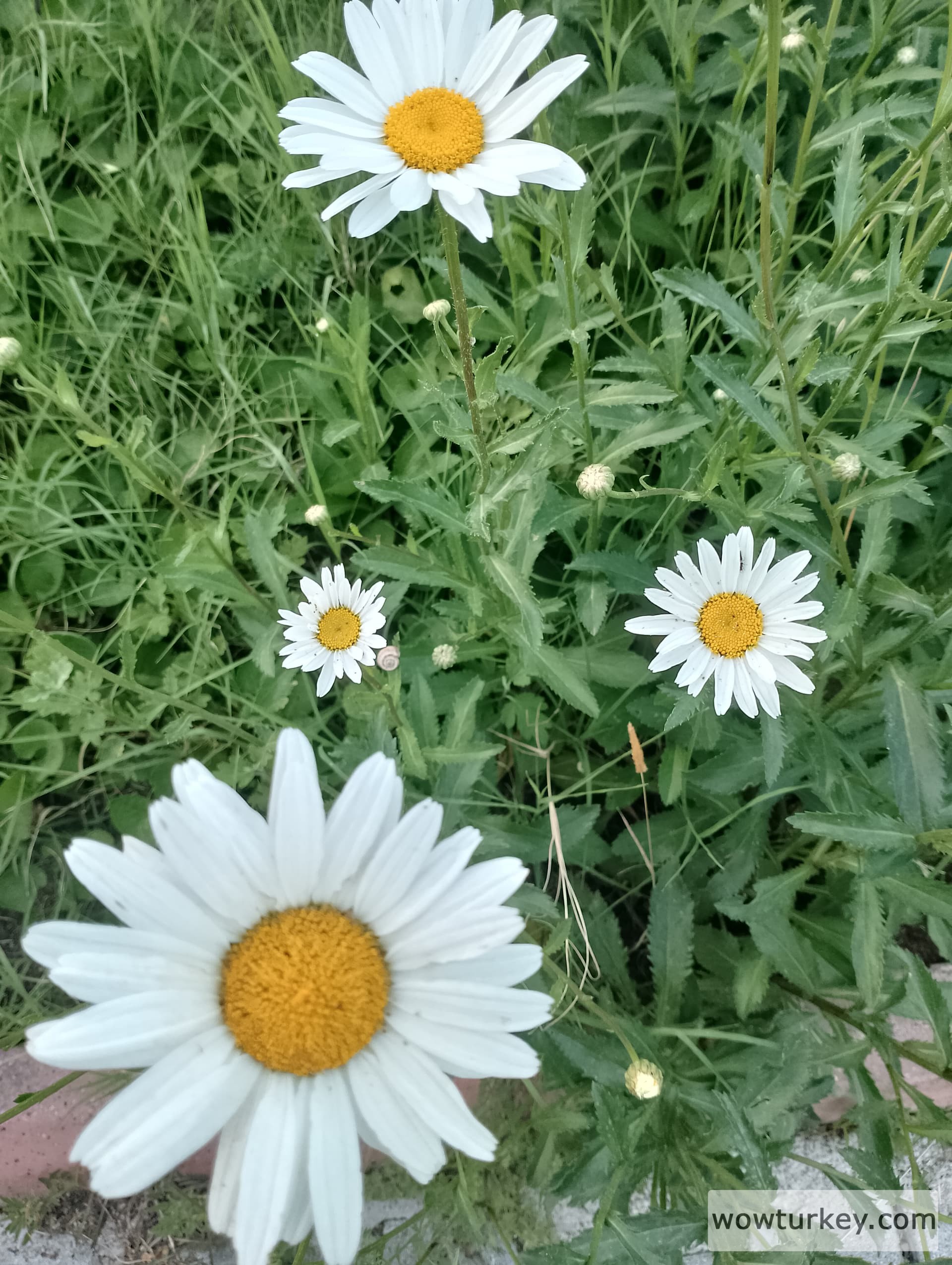 IMG_20240602_192332_HDR