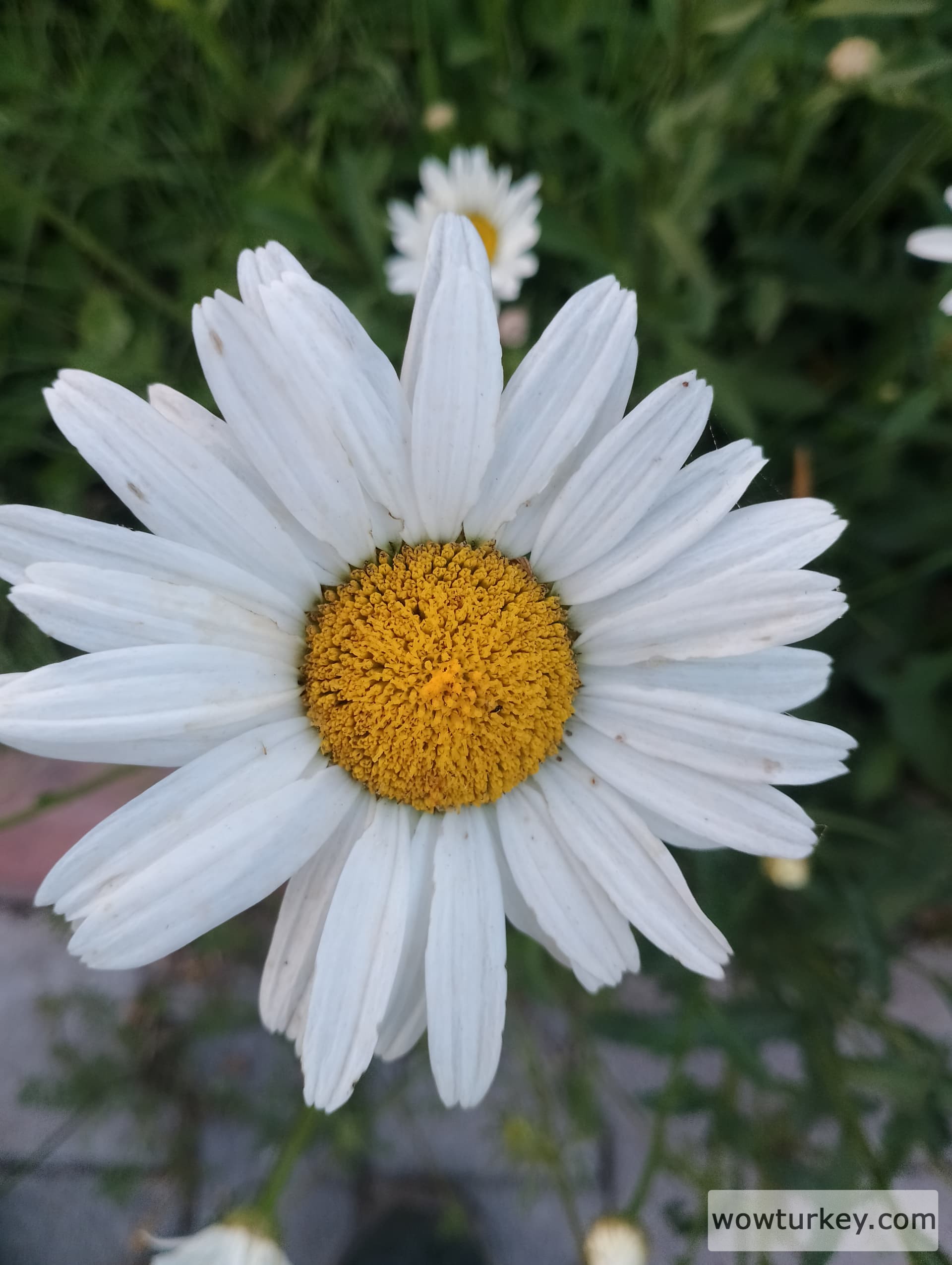 IMG_20240602_192336_HDR