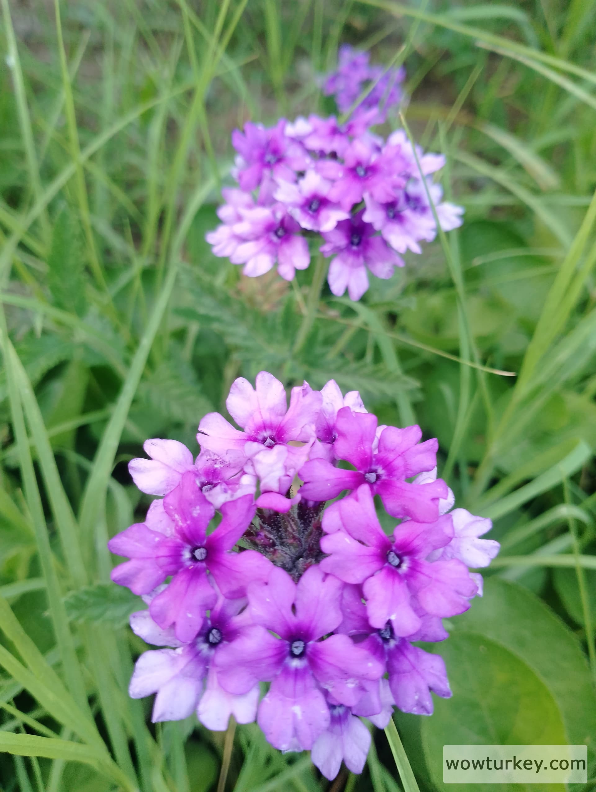 IMG_20240602_192347_HDR